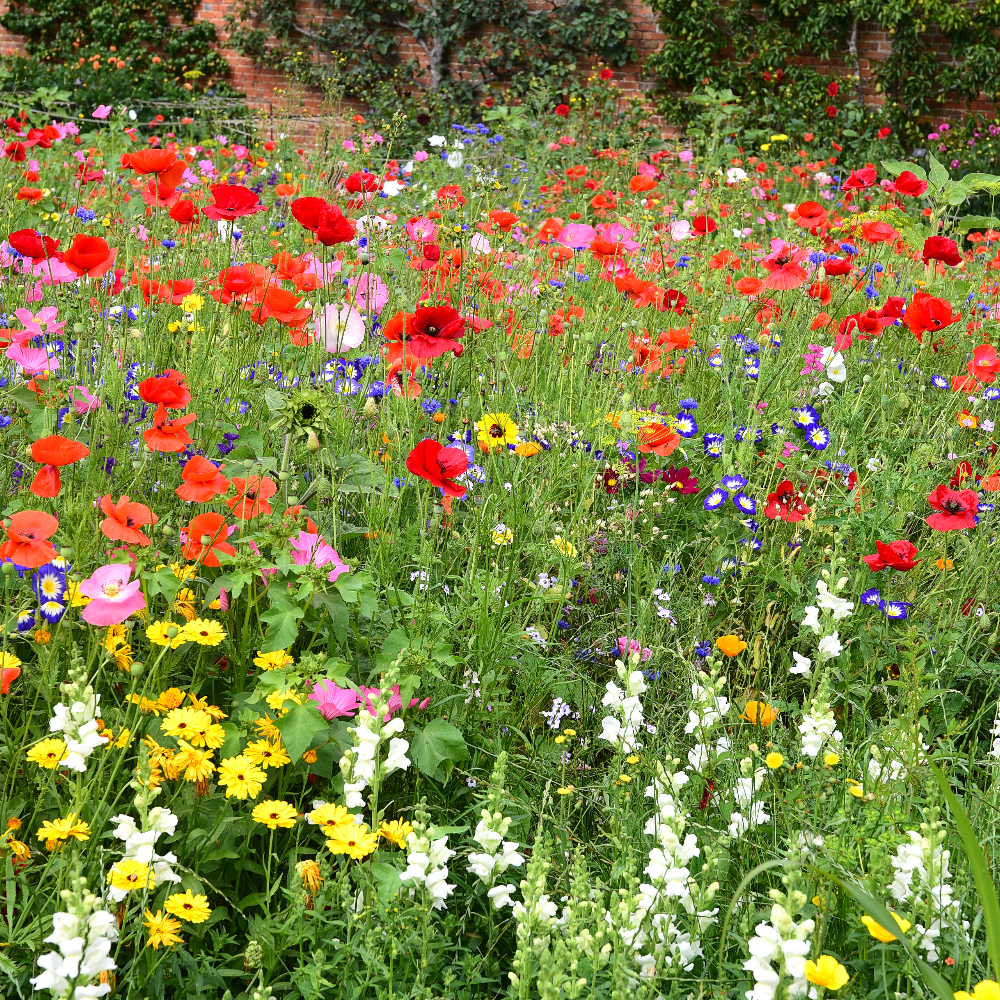 The Vyne's Wildflower Garden — Arthur Road Landscapes