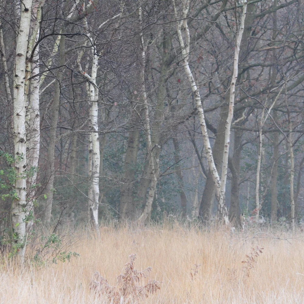 Birch trees.jpg