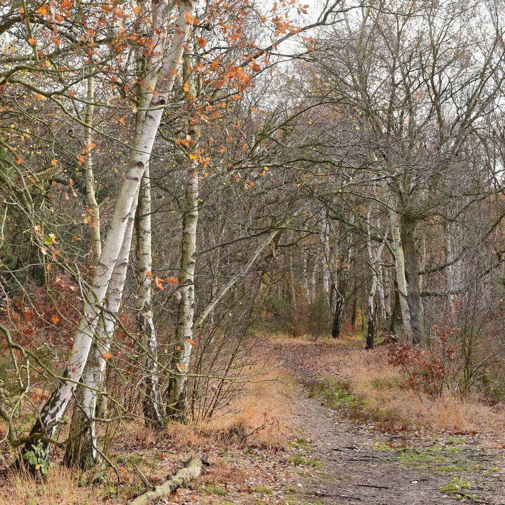Winter path.jpg