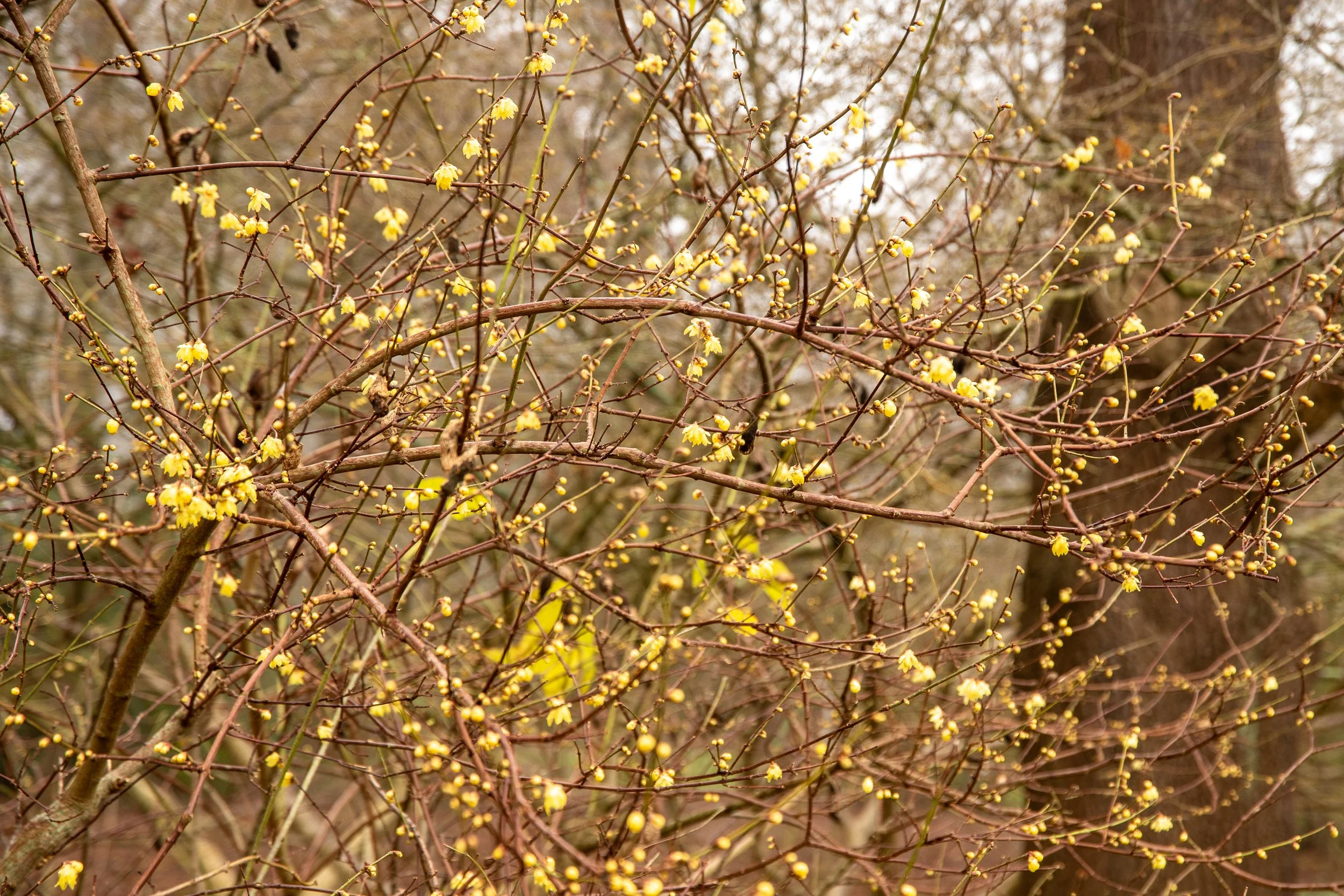 Bare branches of wintersweet (Chimonanthus praecox 'Grandiflorus') covered in small, translucent yellow flowers in winter