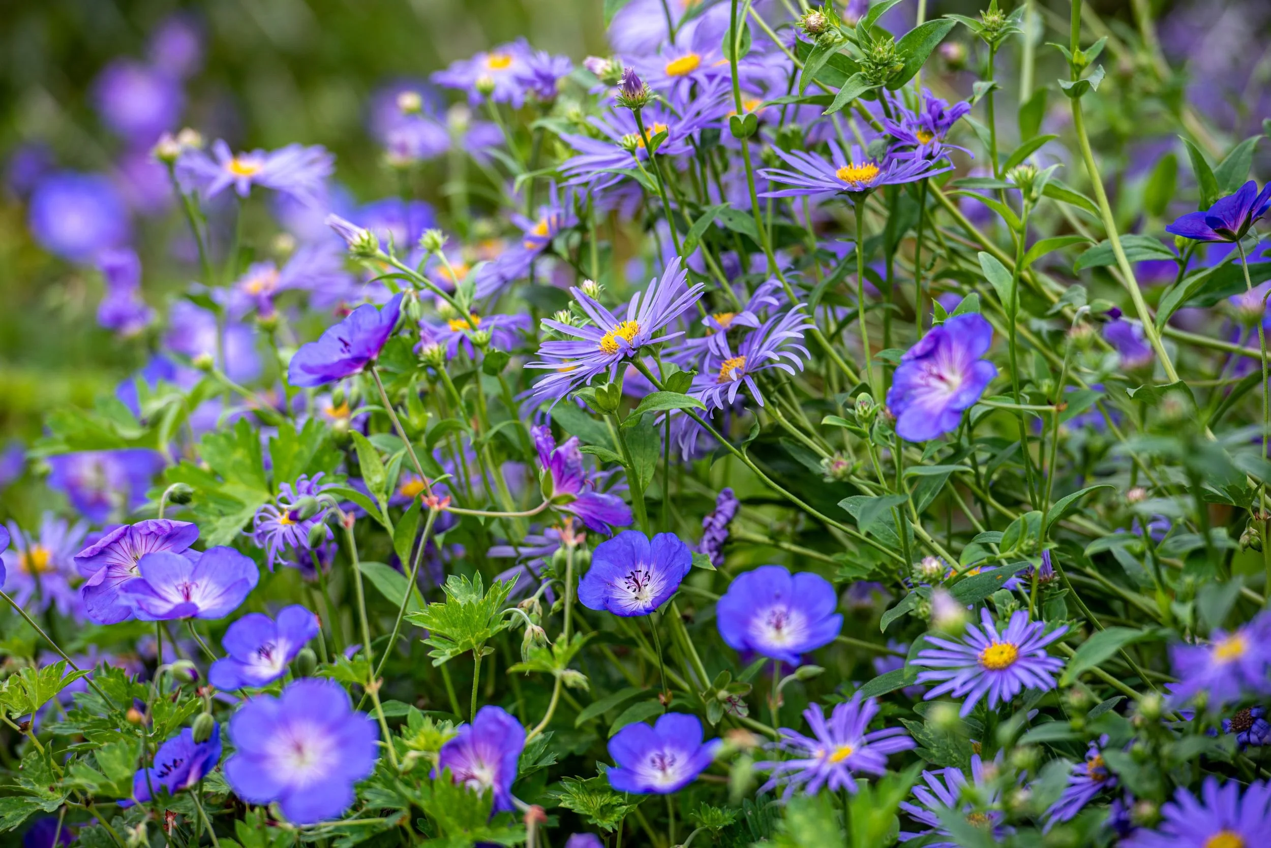 Close-up of blue geraniums and purple asters mingling in a Waterperry Gardens colour-themed border.