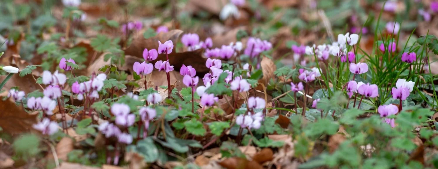 Winter flowering plants