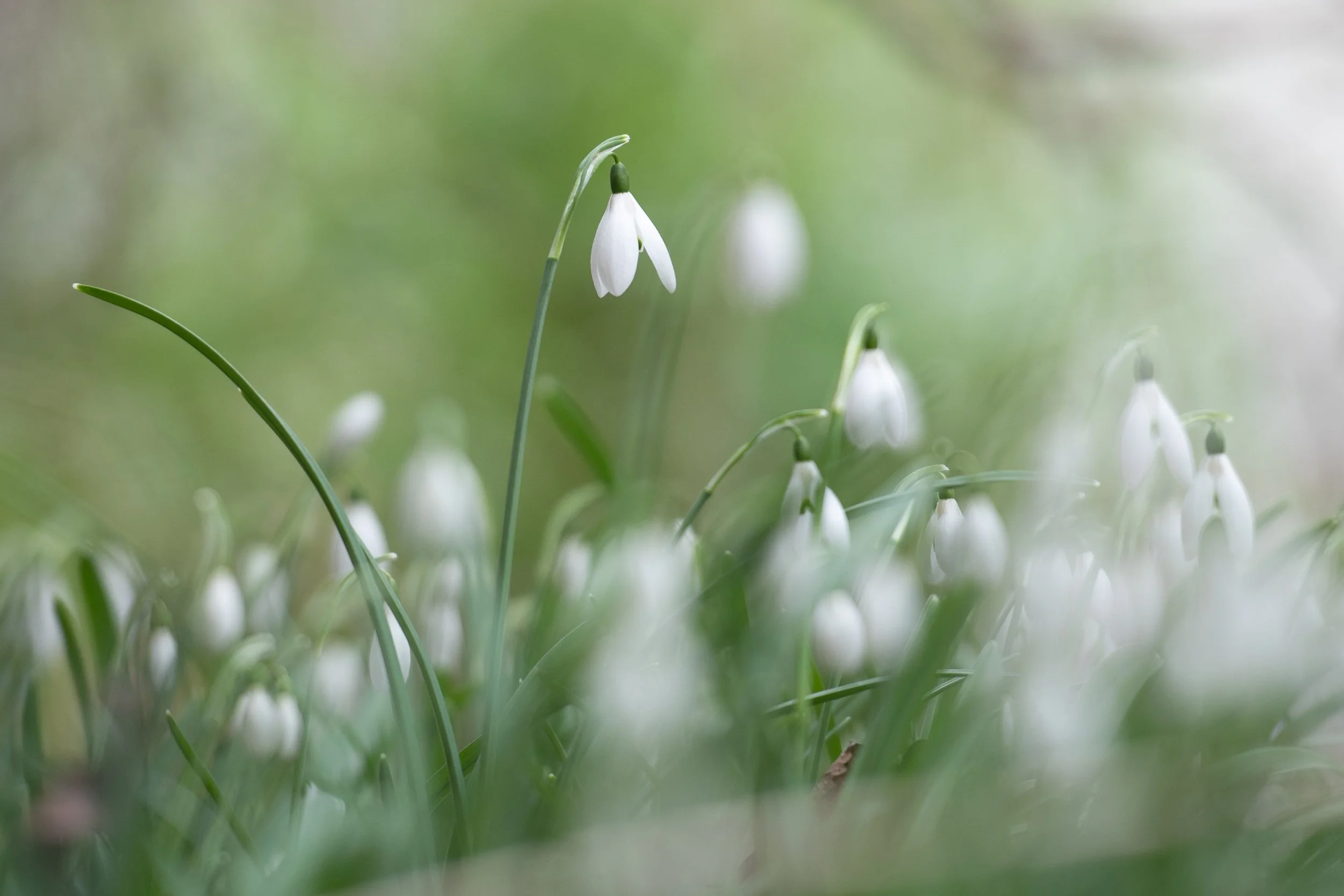 Snowdrops galore