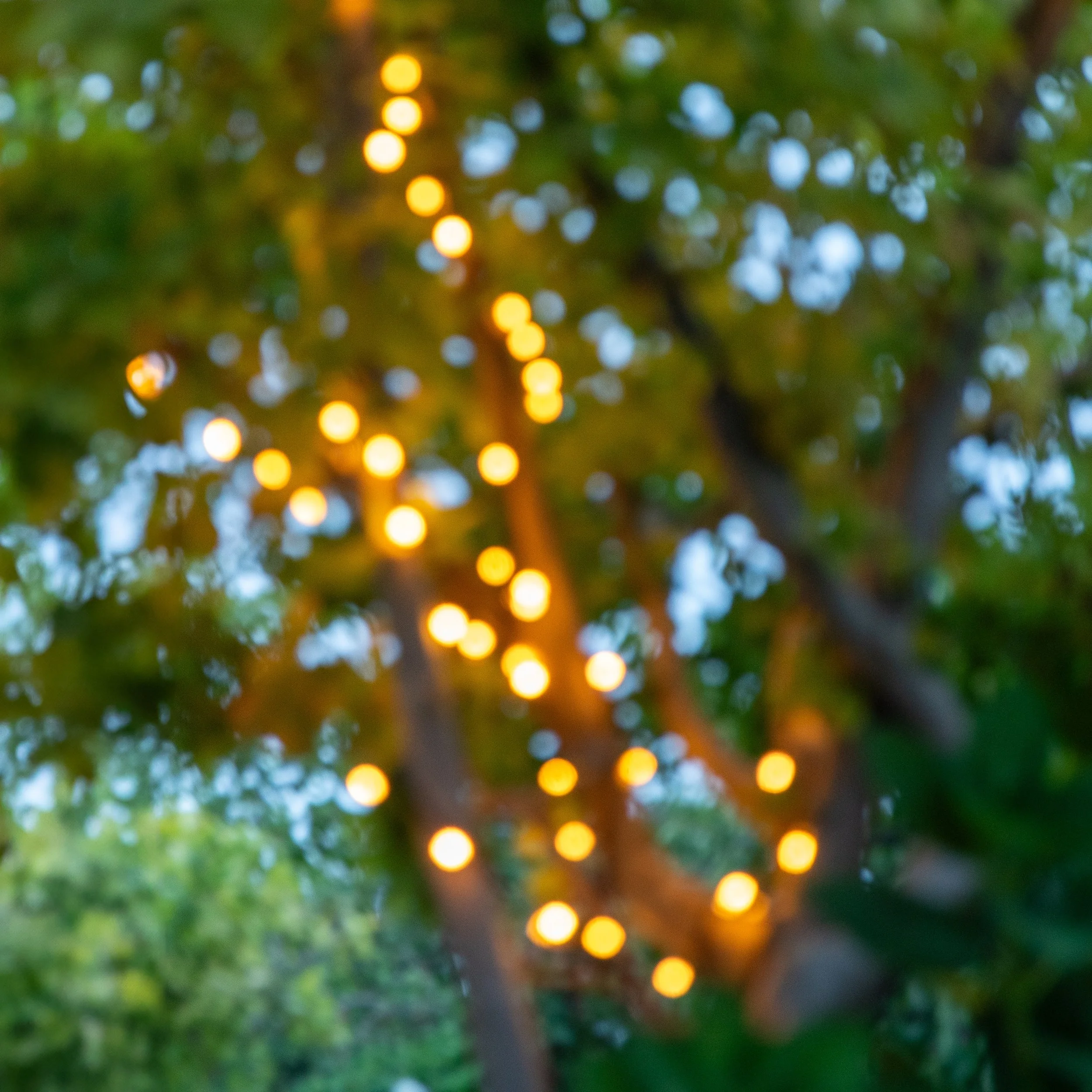 Out-of-focus photo of green foliage with warm yellow lights and cool blue lights creating a bokeh effect.