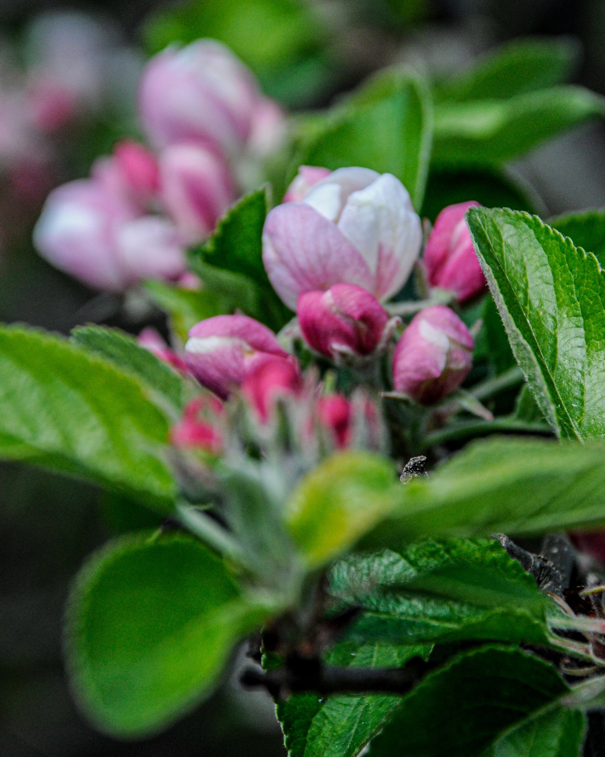 Pink and white apple blossom buds open on a branch in a London country garden in spring. JaneShanksterGardenDesign.co.uk.

A close view of apple blossom just opening, pink-tinged buds unfurling into white flowers against fresh green leaves. It's a sm