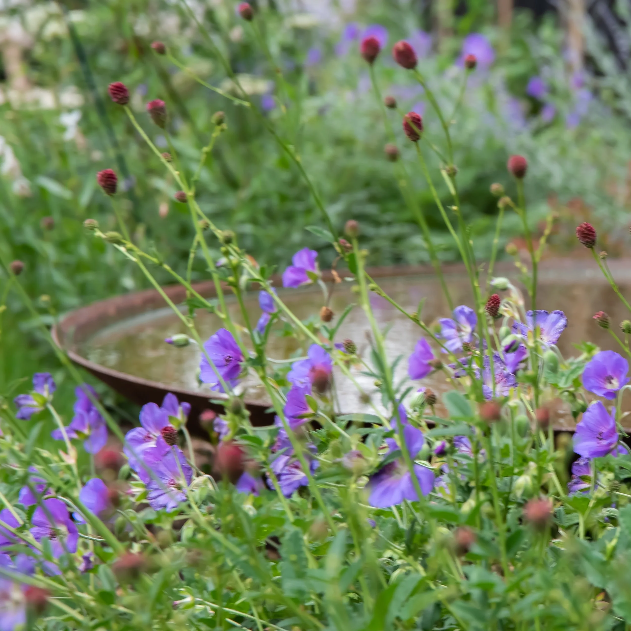A rusted corten steel water bowl sits low among violet-blue geranium Rozanne flowers and tall sanguisorba buds in a Surrey country garden border, with soft purple planting blurred in the background. ArthurRoadLandscapes.co.uk. 

Nestled at ground lev