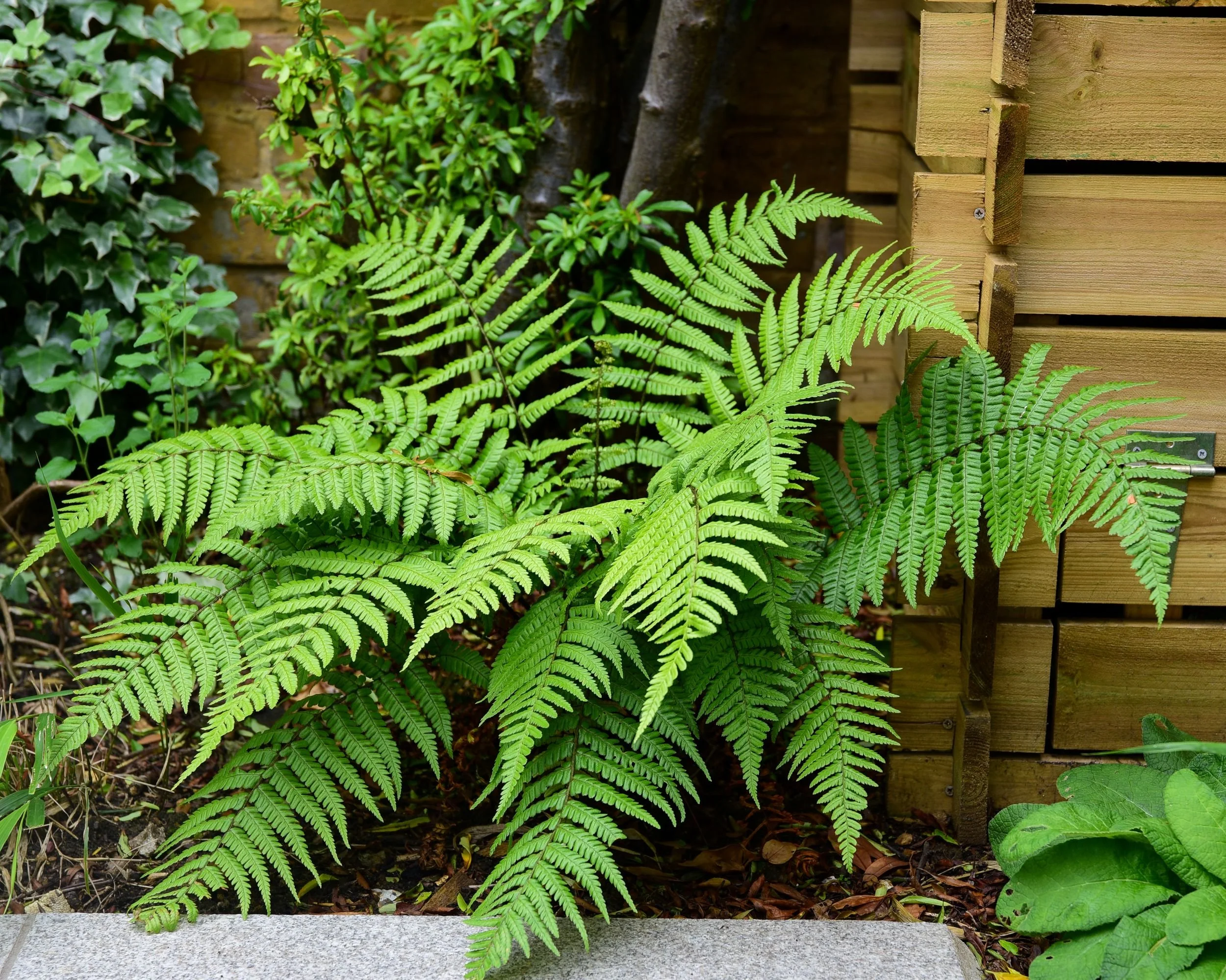 Lush green fern fronds in a shaded garden border

A lush fern unfurls its fronds in a shaded corner of the garden, adding texture and a woodland feel beneath the mature planting.