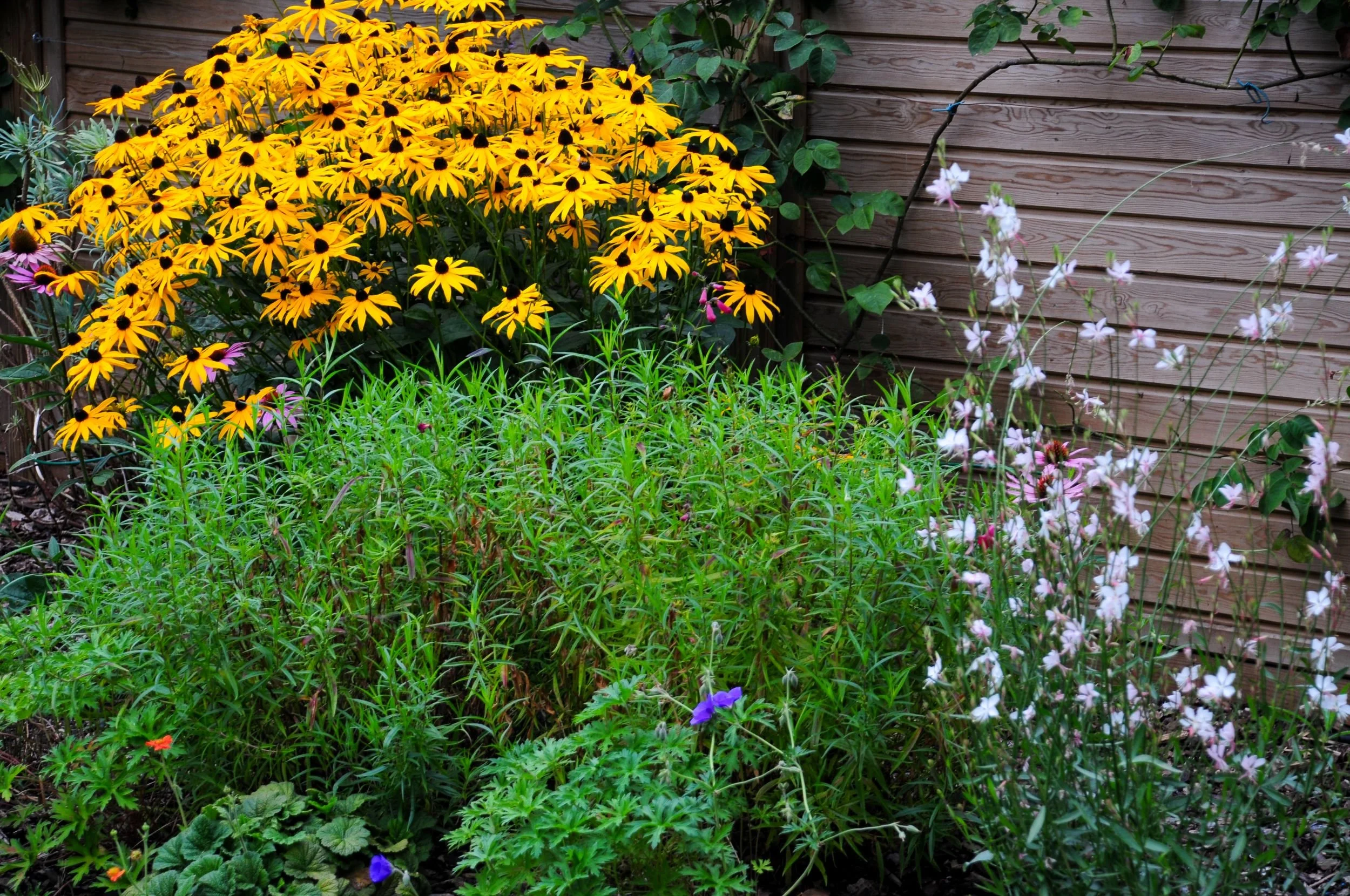 Golden rudbeckia and white gaura flowers fill a border against a timber fence. JaneShanksterGardenDesign.co.uk

A cascade of golden rudbeckia flowers arches over airy white gaura and pink echinacea, creating a soft, informal border against the garden