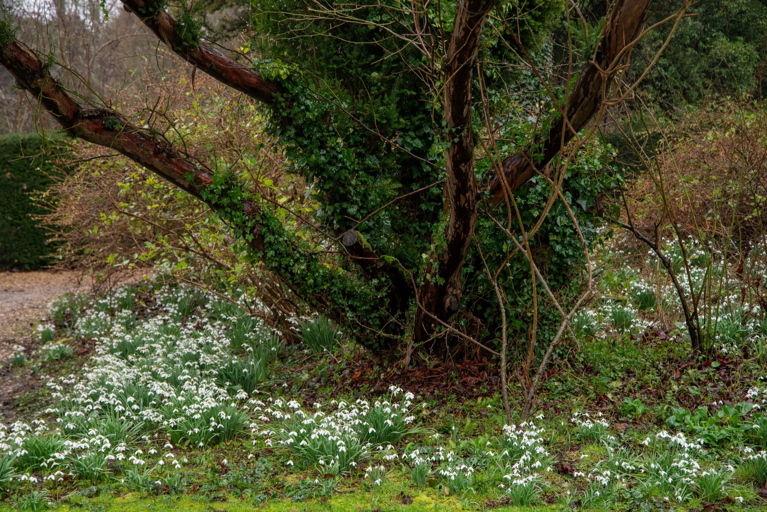 Ivy-clad tree trunk surrounded by snowdrops beside a gravel path at Welford Park
