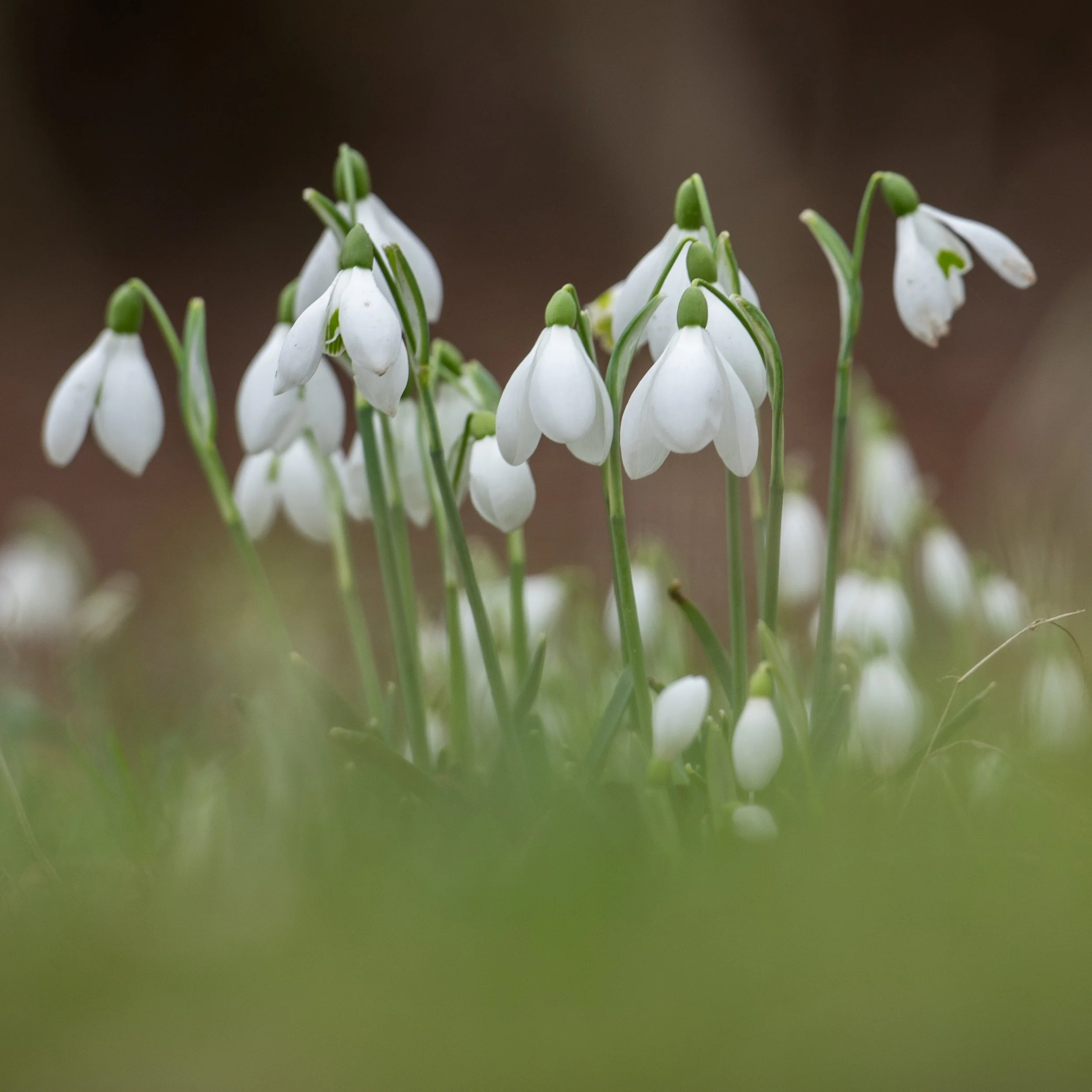 A group of snowdrops with their heads gently nodding, set against a warm blurred brick background.