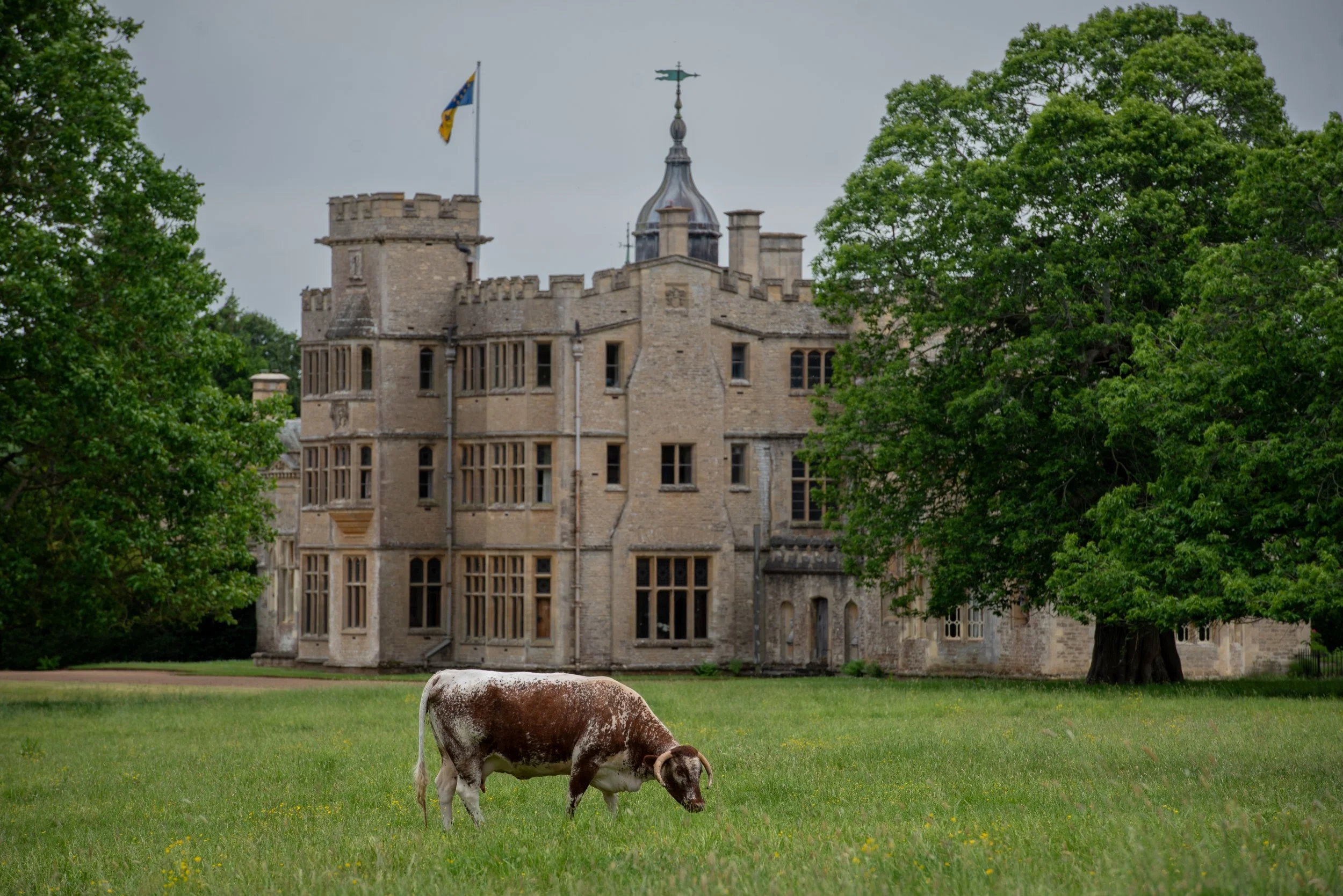 A Longhorn cow grazing in the parkland at Rousham, with the crenellated house and flag behind.