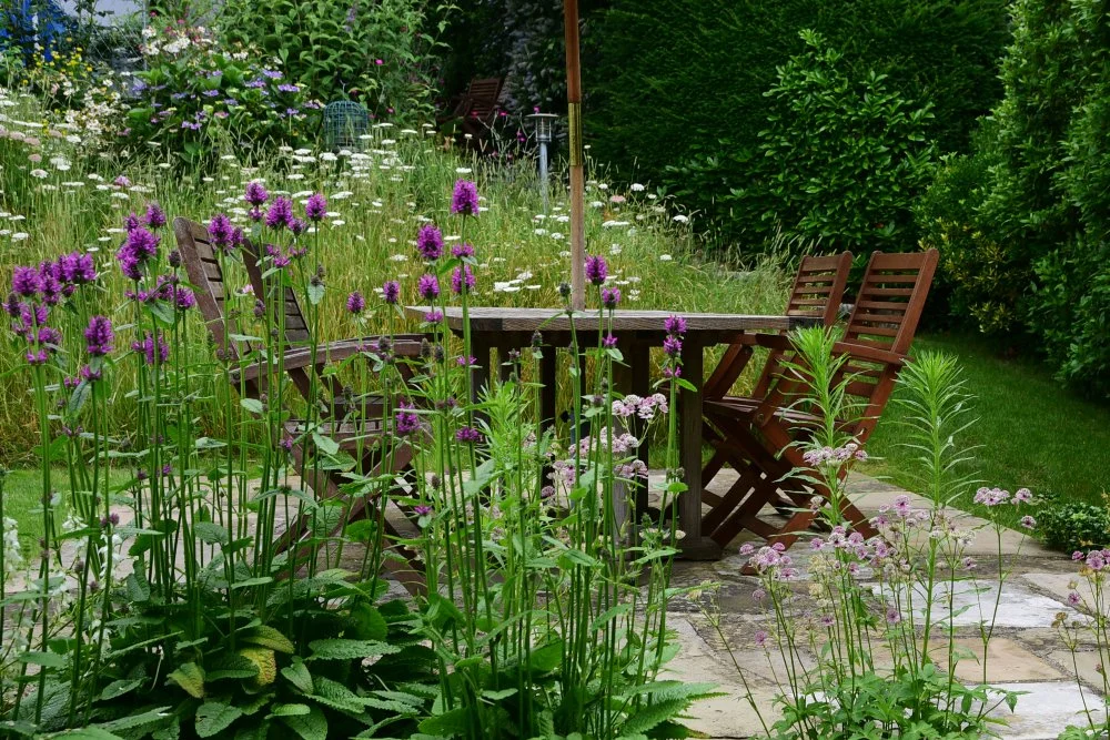 A wooden dining table and chairs sit on a stone terrace surrounded by purple betony and astrantia in a Raynes Park garden. JaneShanksterGardenDesign.co.uk.

Tall spikes of purple betony and pale pink astrantia crowd right up to the edge of this dinin