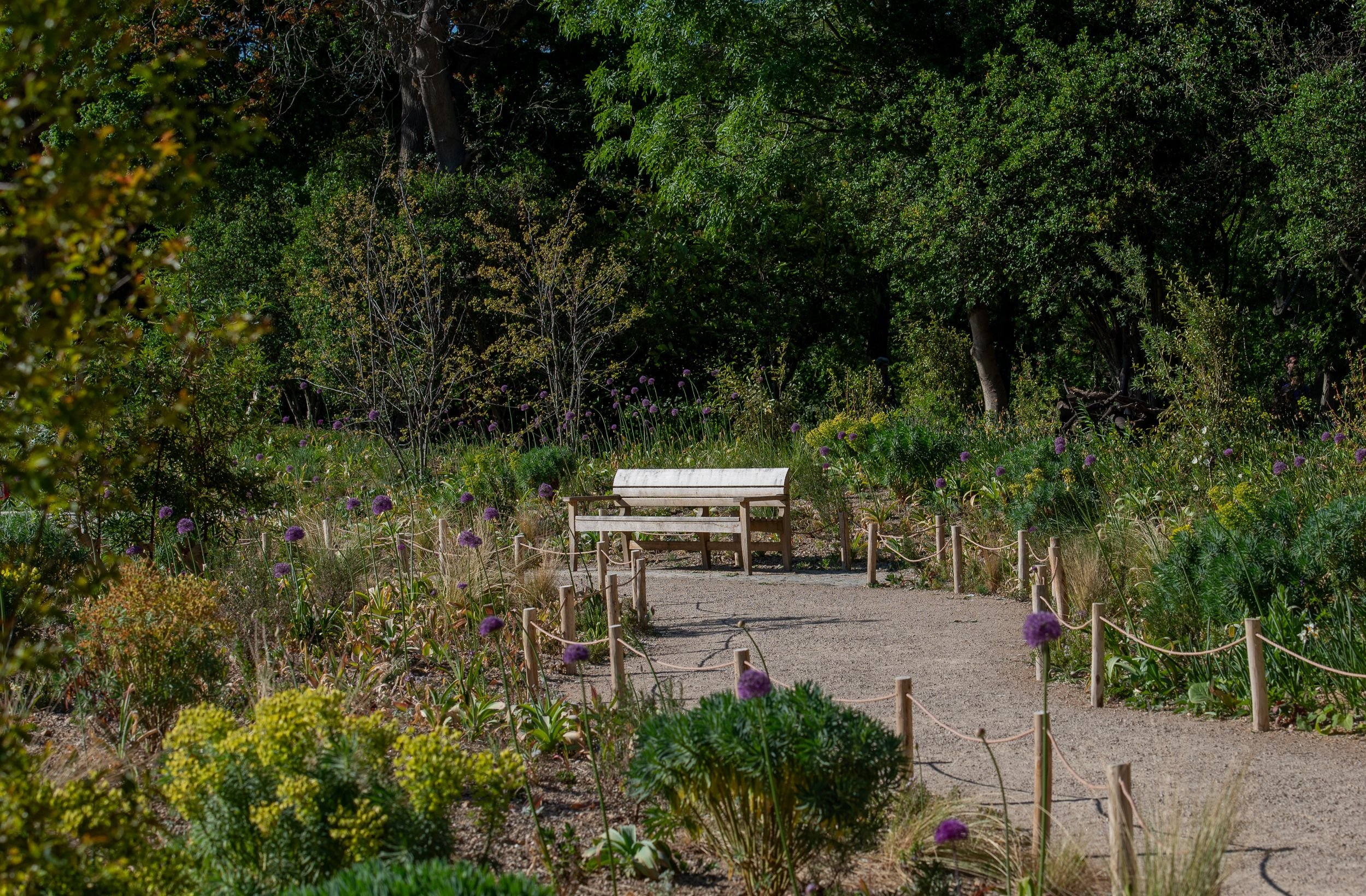 Curved timber bench at the end of a gravel path lined with purple alliums in the Queen Elizabeth II Garden