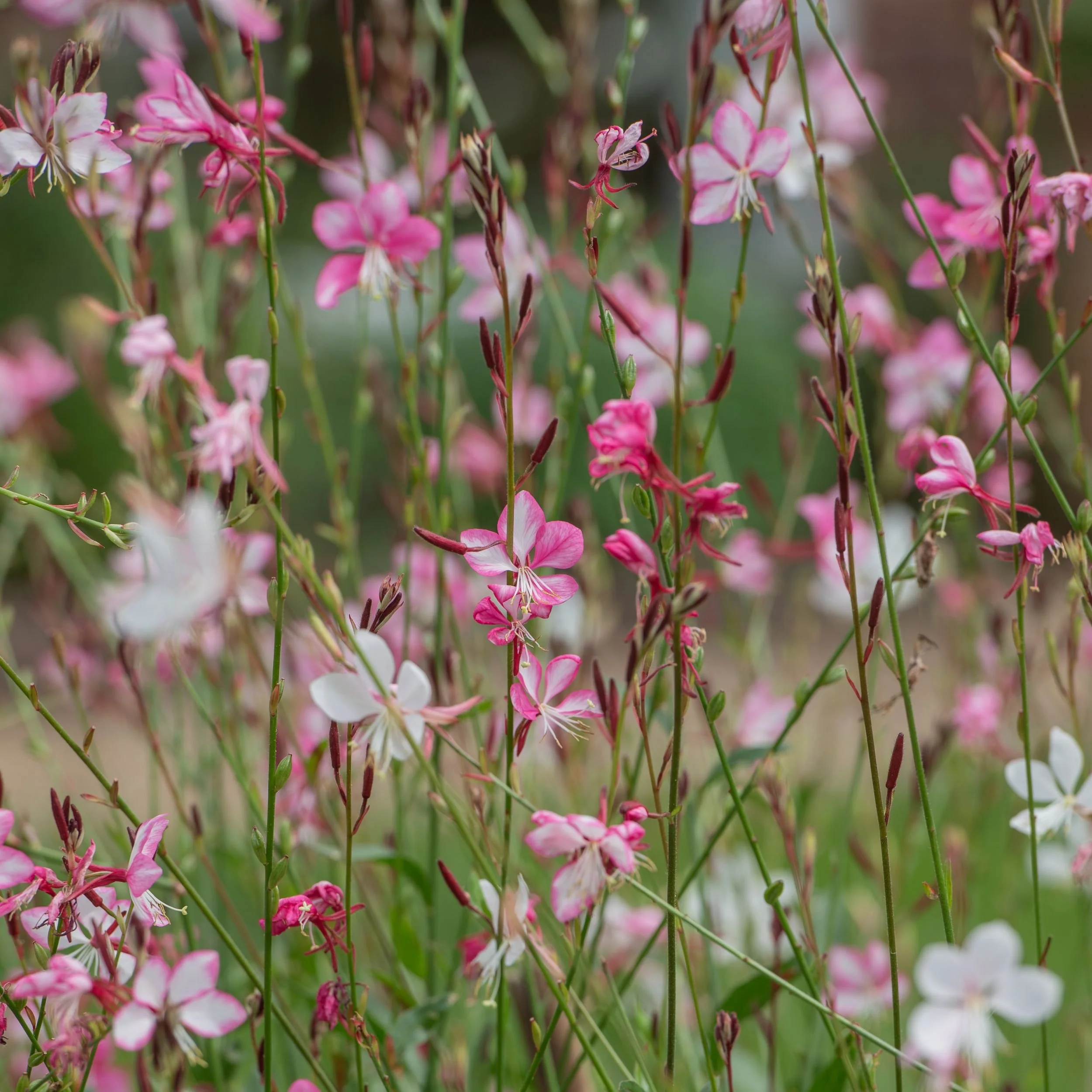 Delicate pink and white gaura flowers dance on thin wiry stems in a country garden border. JaneShanksterGardenDesign.co.uk.

Gaura earns its nickname of 'whirling butterflies' in this close-up, each pink and white bloom seeming to hover on impossibly