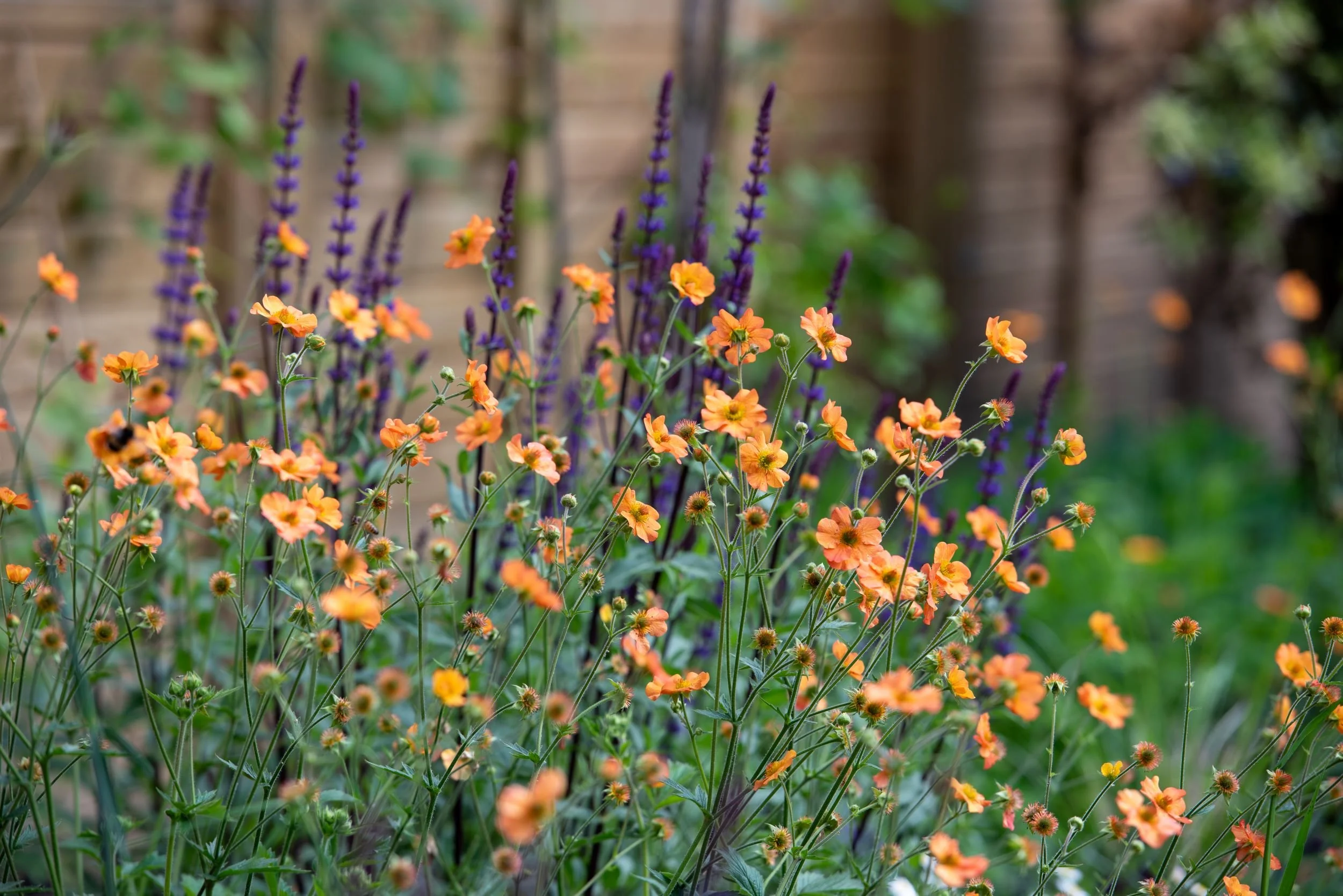 Geum 'Totally Tangerine' flowering above a haze of purple salvia, against the timber fence.

Orange geum flowers on tall stems rising above deep purple salvia spikes in a garden border. Designed by JaneShanksterGardenDesign.co.uk