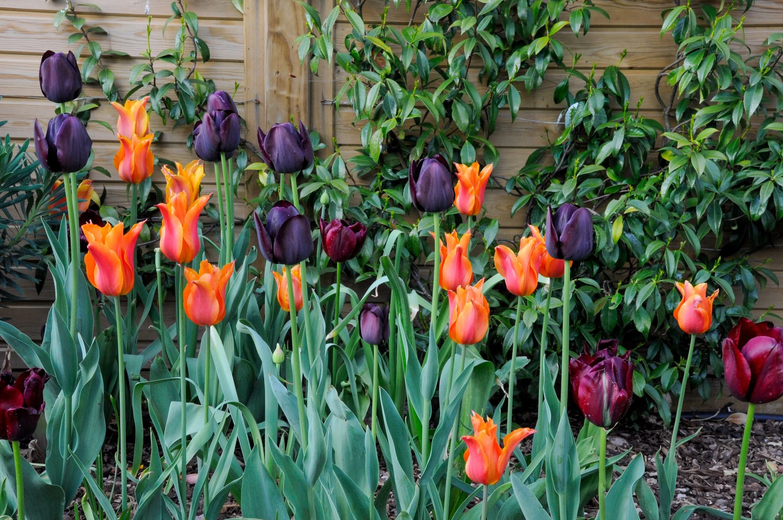 Dark purple and orange bicolour tulips bloom against a timber fence covered in climbing foliage. JaneShanksterGardenDesign.co.uk

Rows of near-black tulips and vivid orange-and-yellow blooms stand out against a backdrop of climbing foliage trained up