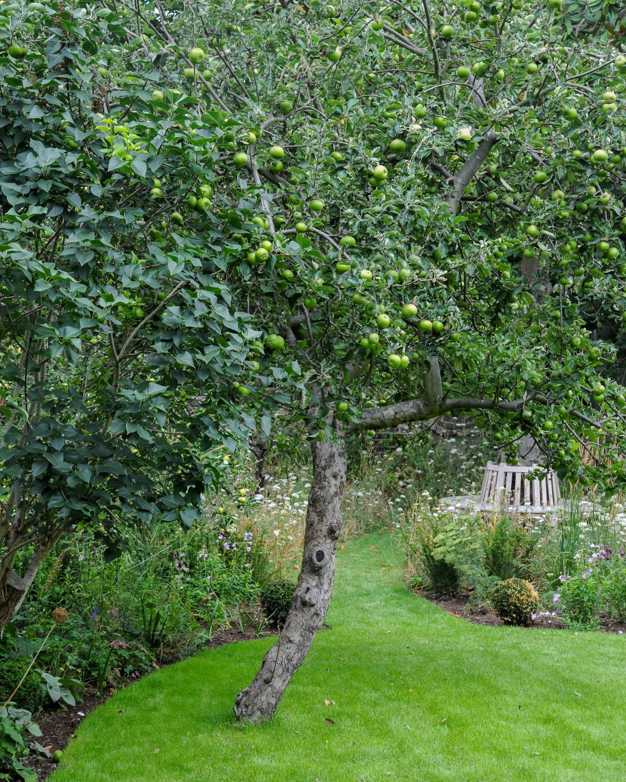 An old, leaning apple tree laden with green apples arches over a curving lawn path in a London country garden. JaneShanksterGardenDesign.co.uk.

This gnarled old apple tree, heavy with fruit and leaning at a dramatic angle, has been left exactly wher