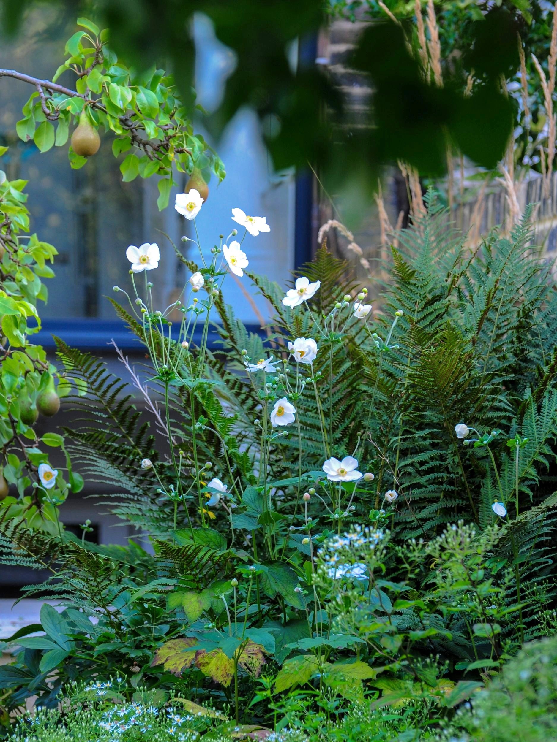 White Japanese anemones flower among ferns beneath a pear tree in a shaded London country garden border. JaneShanksterGardenDesign.co.uk.

Simple white Japanese anemones rise above a bed of ferns here, their pale flowers glowing softly in the shade b