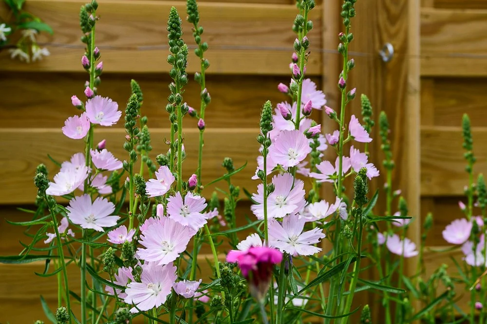 Close-up of pink and white sidalcea mallow flowers against a timber fence

Tall spires of pink and white sidalcea (prairie mallow) flower against warm timber slat fencing, part of the soft cottage-style planting palette used throughout this Twickenha