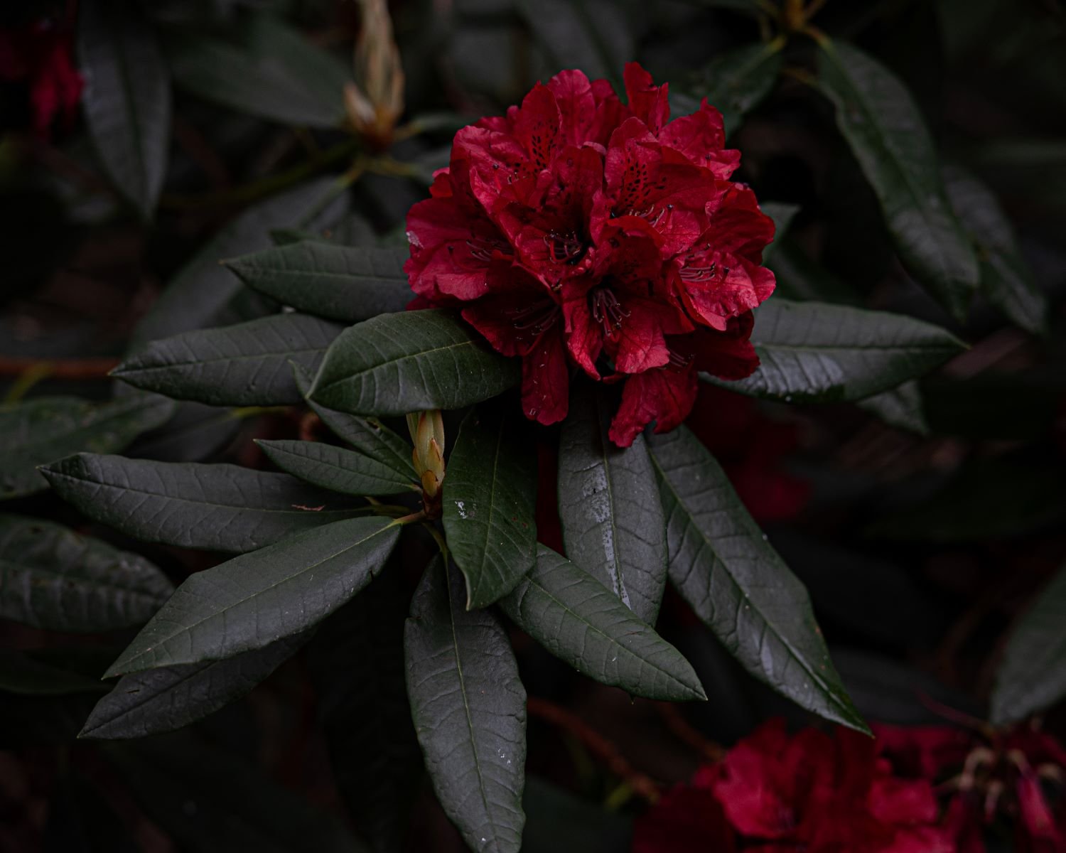 Close-up of a deep red rhododendron flower cluster among dark glossy leaves at Isabella Plantation in Richmond Park.