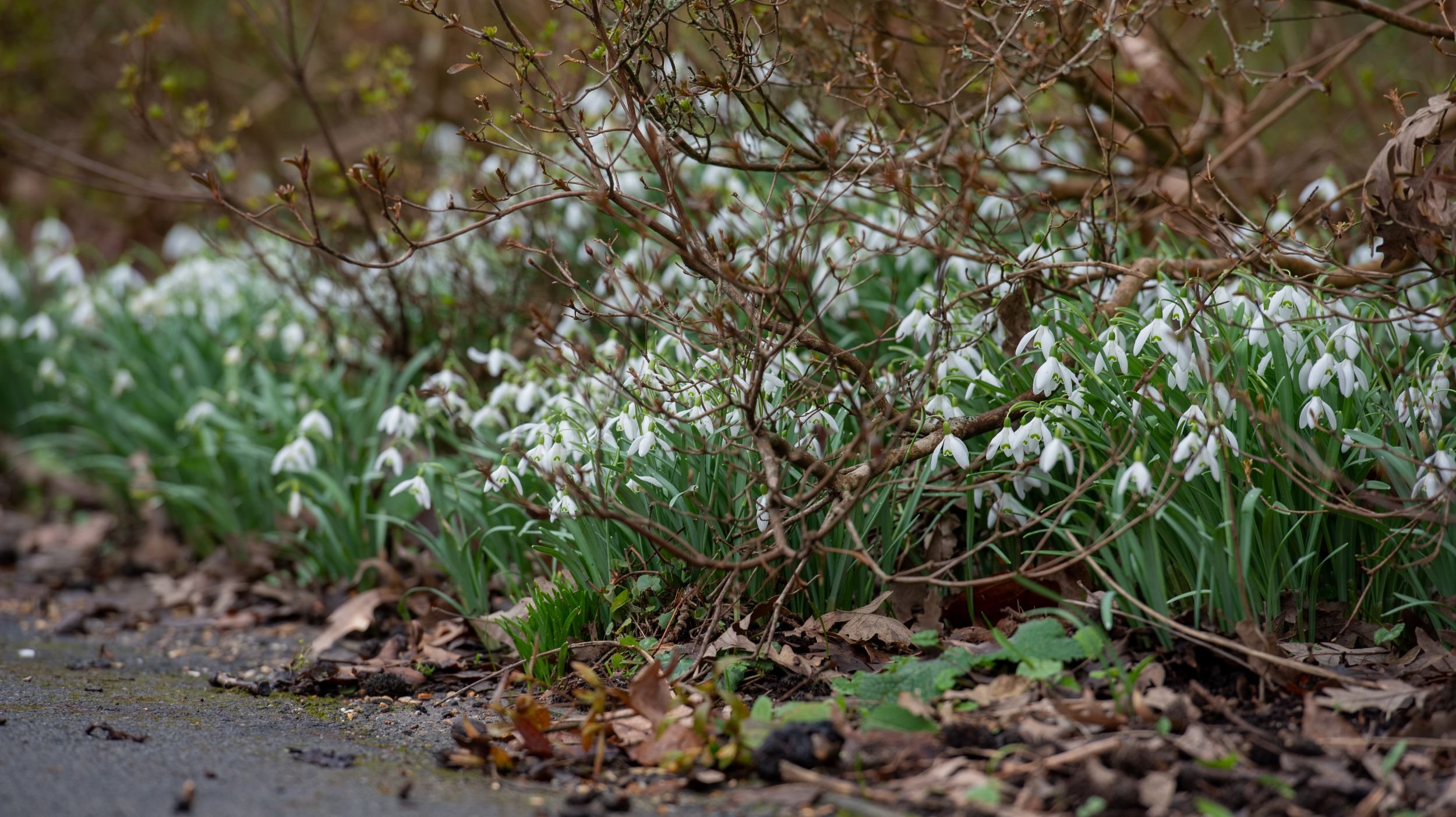 Drifts of snowdrops beneath bare shrub branches along a woodland path at Sir Harold Hillier Gardens