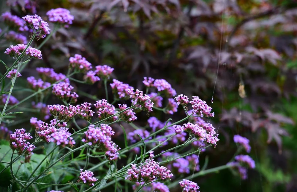 Verbena bonariensis flowers against dark acer foliage, Wimbledon garden by Jane Shankster Garden Design

Tall, airy stems of verbena bonariensis catch the light against the deep purple foliage of a Japanese acer. This striking colour and texture cont