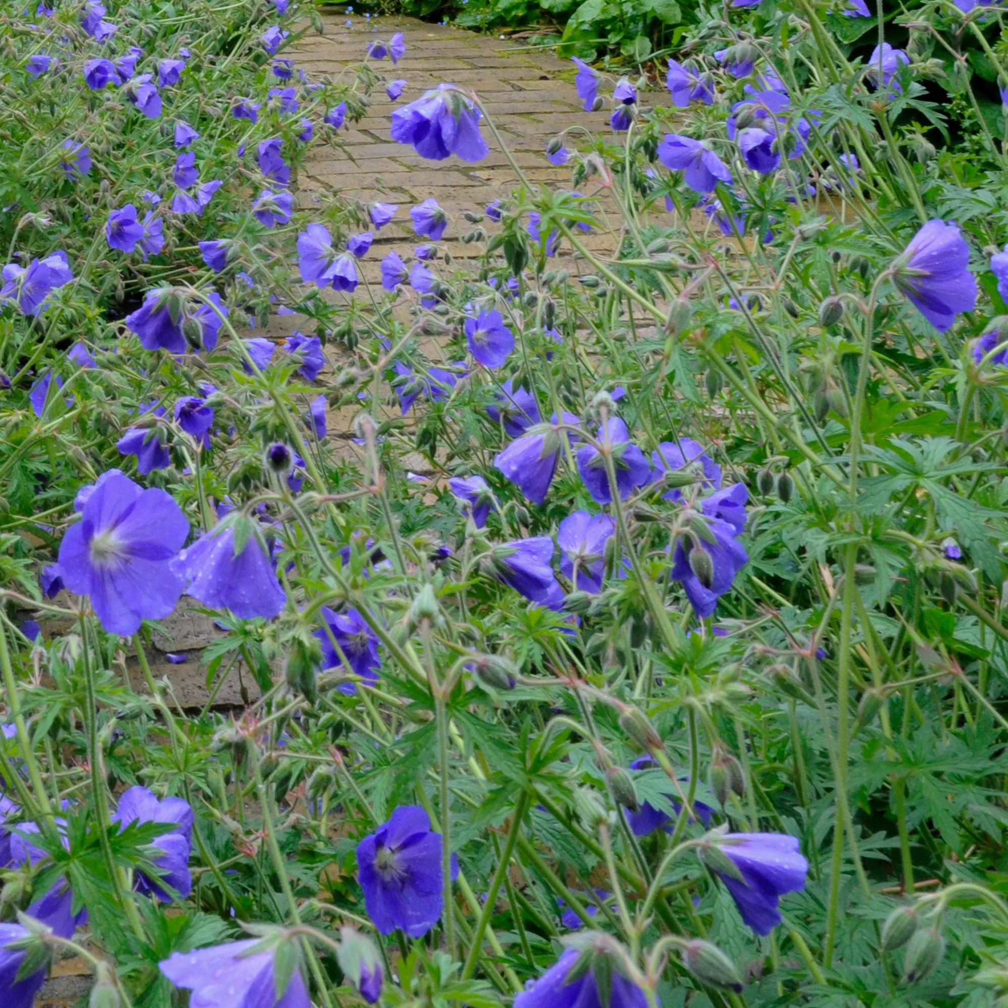 Close-up of violet-blue Geranium 'Orion' flowers along a garden path

Geranium 'Orion' produces masses of violet-blue flowers over a long season, spilling gently onto the path — a reliable, low-allergen perennial used throughout this Chiswick garden.