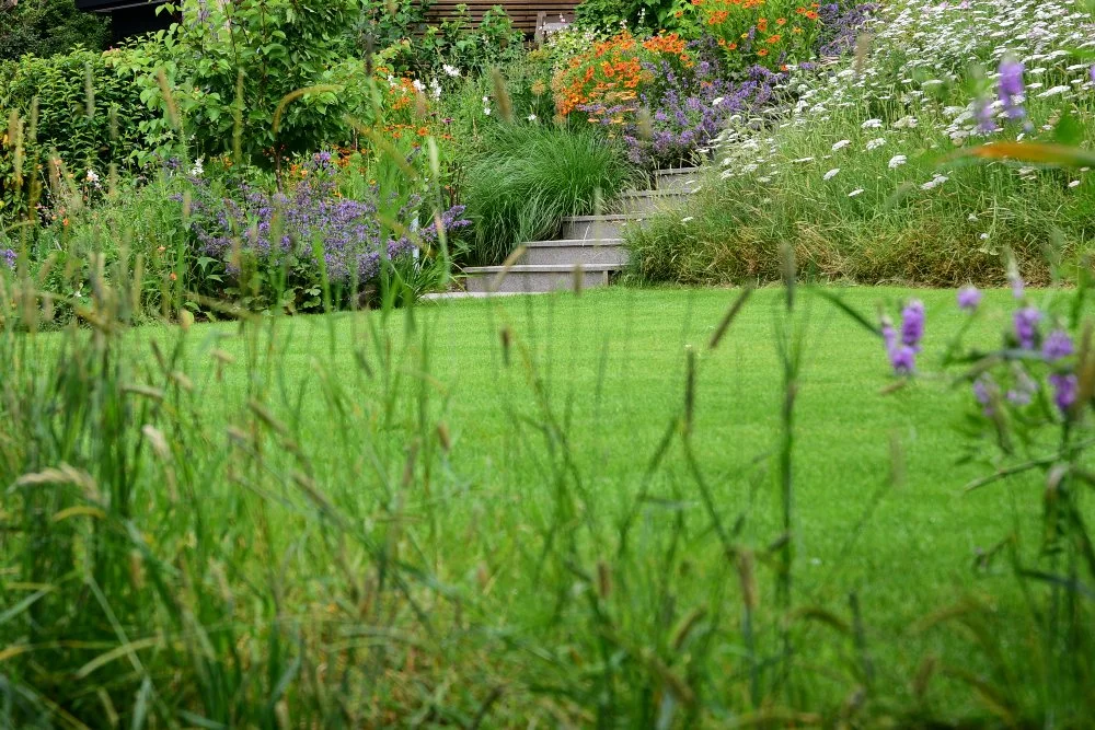 A lawn view towards granite steps and a colourful mixed border of geum, salvia and ox-eye daisy in a Raynes Park garden. JaneShanksterGardenDesign.co.uk.

Grasses in the foreground frame this view across the lawn towards the granite steps, with orang