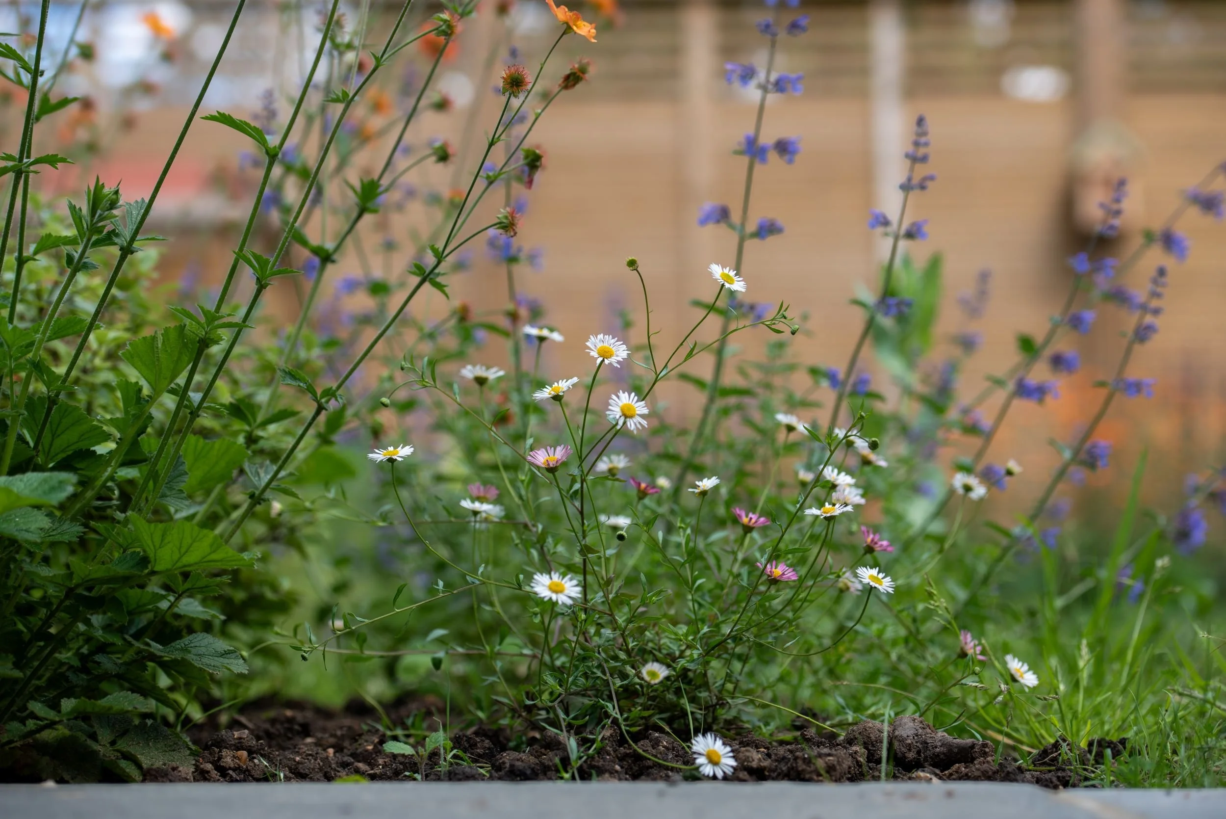 Erigeron karvinskianus self-seeding at the front of the border, with salvia and geum flowering behind against the fence.

Small pink and white erigeron daisies at the edge of a border, with purple salvia and orange flowers behind against a timber fen