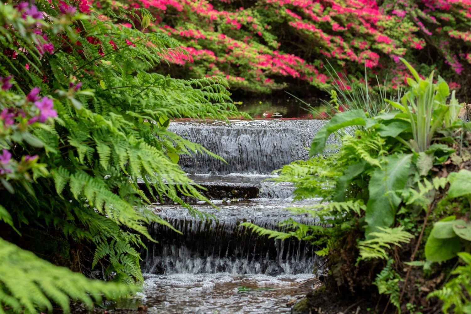 A stepped stream waterfall bordered by ferns and pink azaleas at Isabella Plantation in Richmond Park.