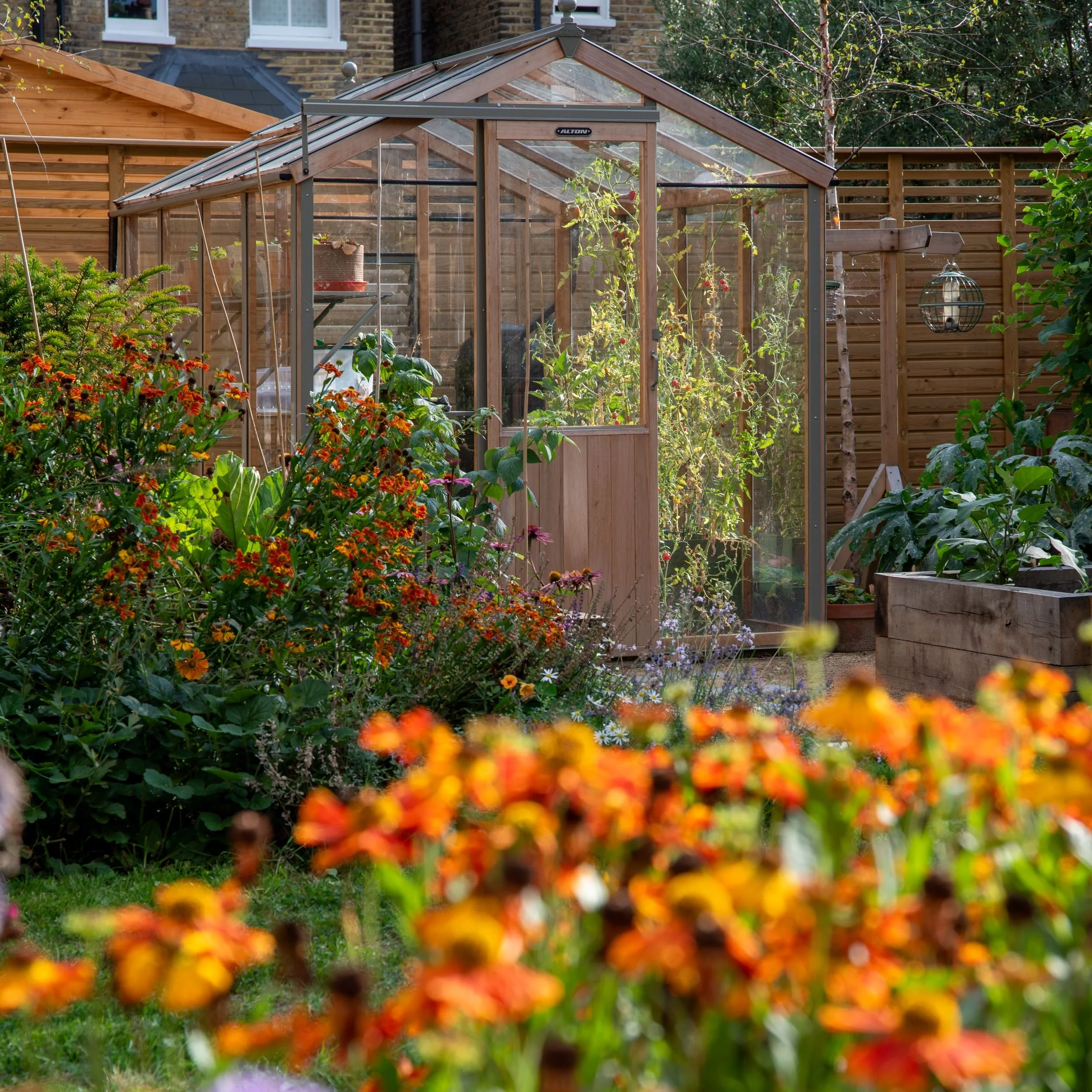 The new greenhouse framed by helenium and echinacea, with tomatoes growing inside and a raised bed to the right.

Wooden greenhouse with tomato plants inside, seen through a border of orange helenium, with a raised vegetable bed alongside. Designed b