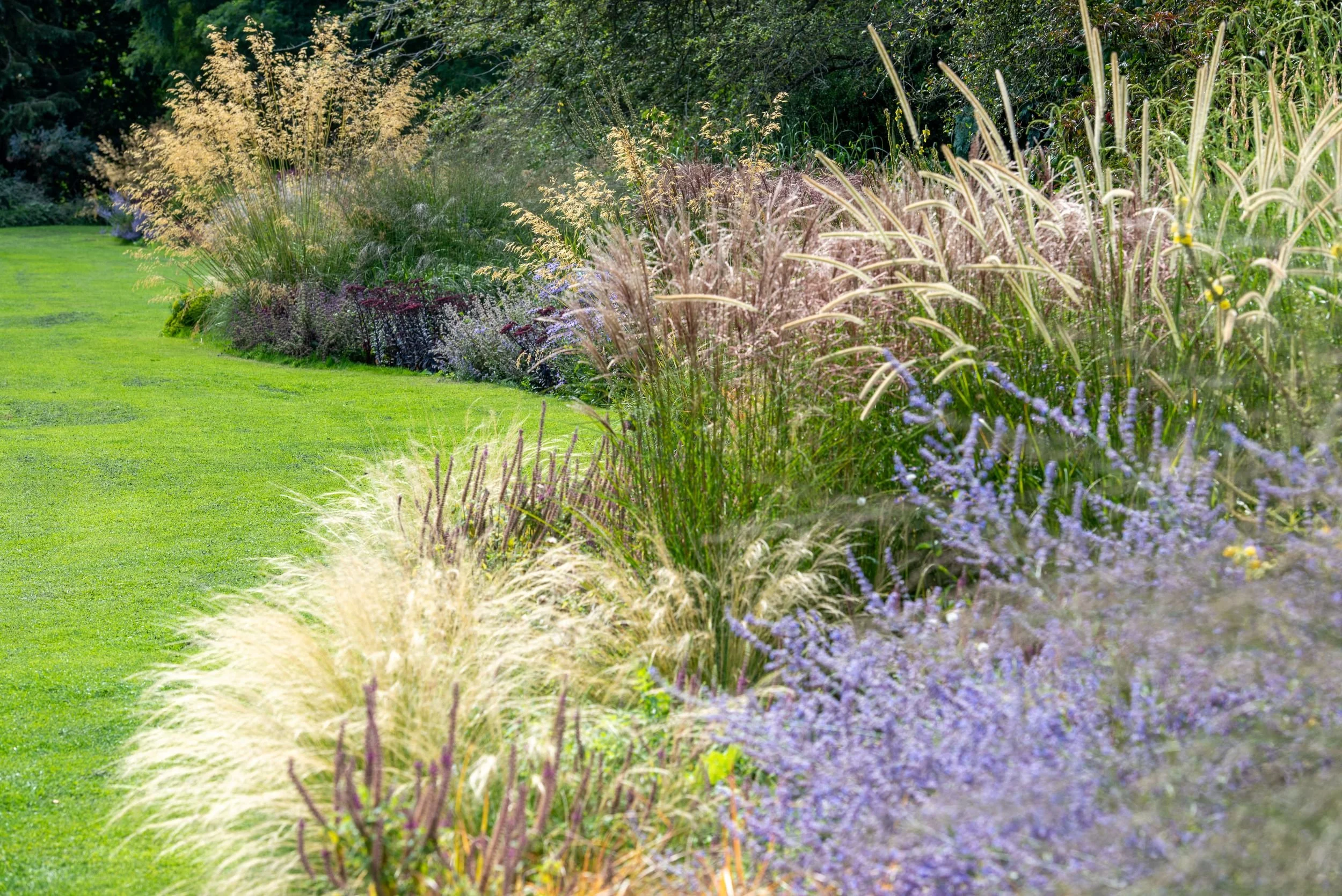 A naturalistic grasses border at Waterperry Gardens with feathery ornamental grasses and Russian sage beside a mown lawn.