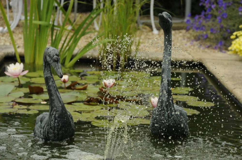 Two bronze swan sculptures form a fountain in a garden pond, spraying water among pink water lilies. JaneShanksterGardenDesign.co.uk.

A pair of bronze swans lend real theatre to this pond, their raised necks and gently spraying fountains catching th
