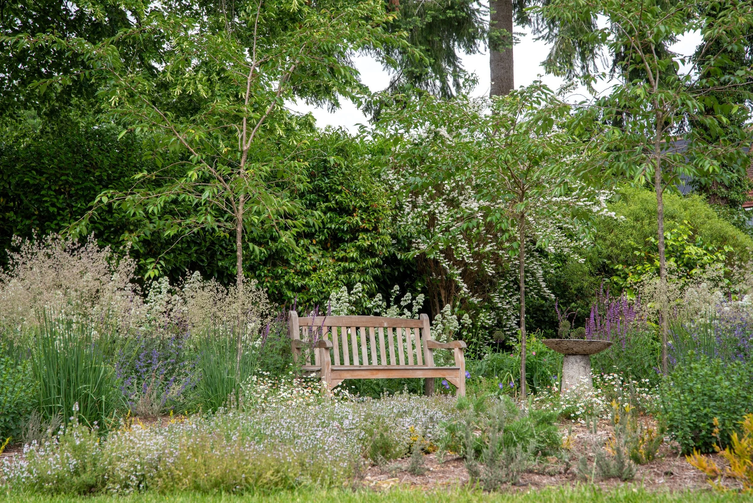 A teak garden bench and stone birdbath surrounded by naturalistic planting of white centranthus, salvia and erigeron under multi-stem trees in a Surrey nature garden, with woodland backdrop. ArthurRoadLandscapes.co.uk.

A teak garden bench and stone 