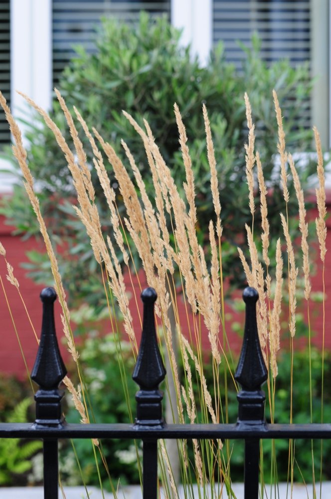 Ornamental grass hedge above black railings, Twickenham garden by Jane Shankster Garden Design

Tall ornamental grasses rise above new black railings, forming a soft, informal hedge that shields the garden from passersby. An olive tree stands behind,