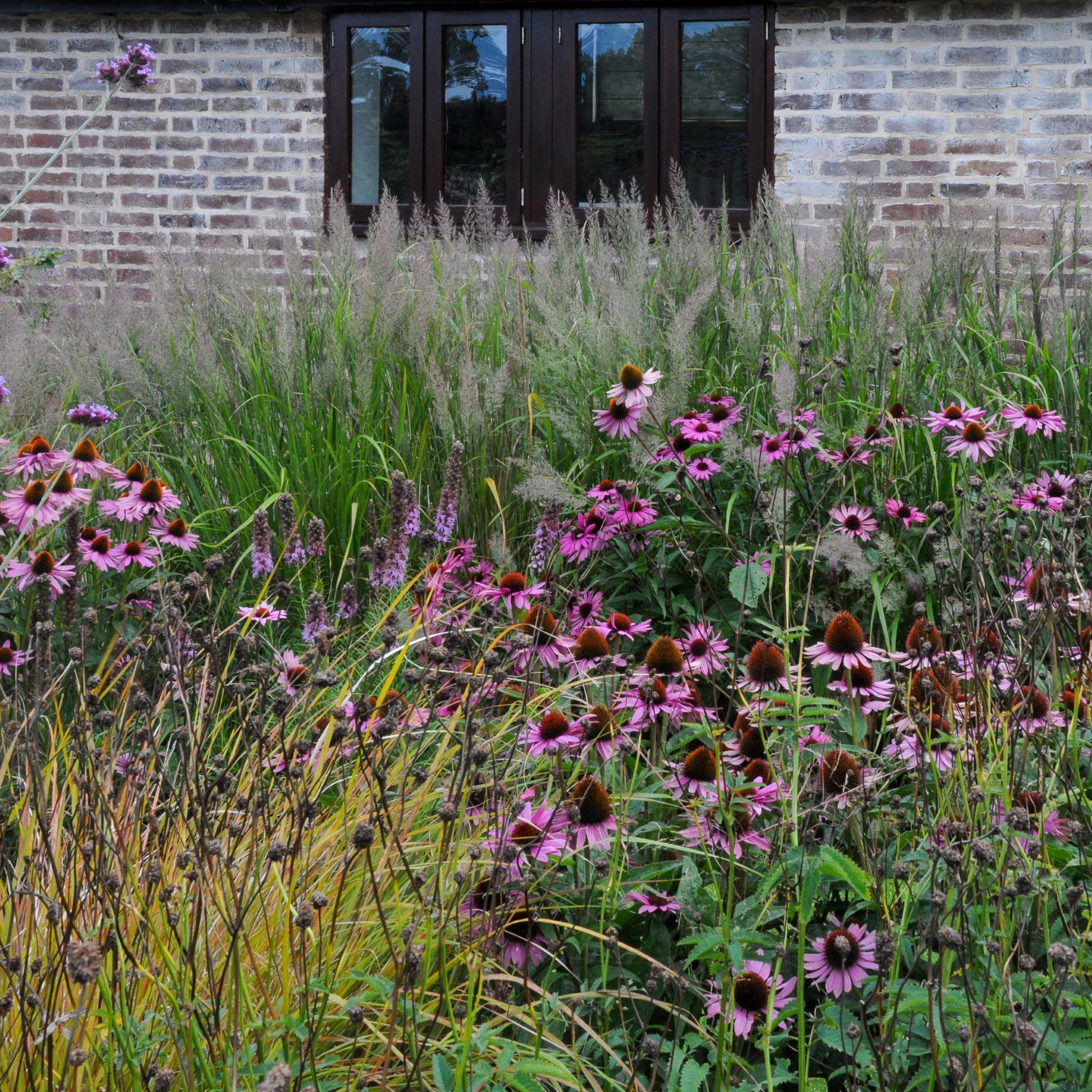 Pink echinacea and ornamental grasses grow tall against a brick house wall in a modern Surrey country garden. JaneShanksterGardenDesign.co.uk.

Planted right up against the house, this border lets echinacea and feathery grasses reach almost to the wi