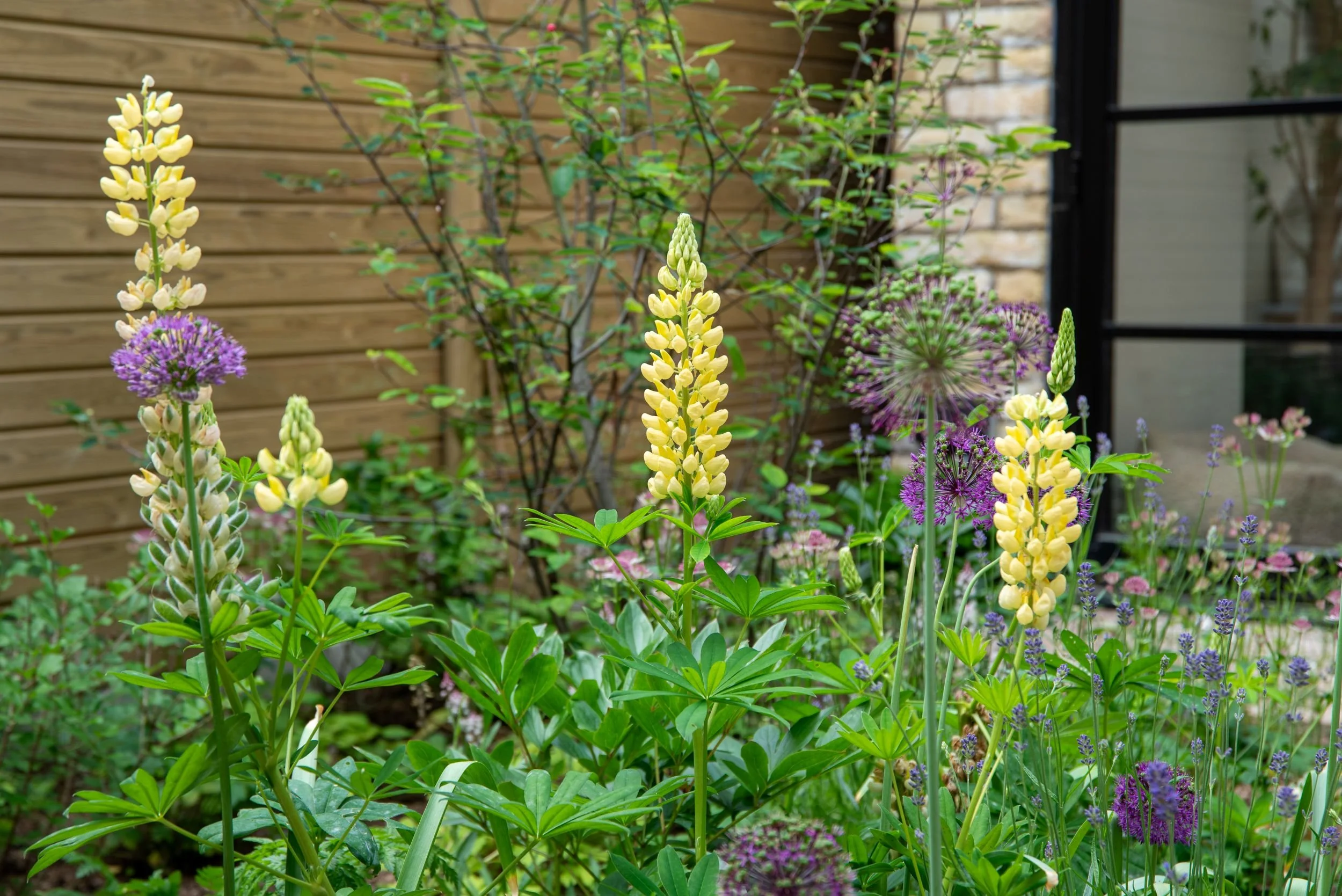 A close-up of yellow lupin spikes and purple allium globes with lavender and astrantia in a naturalistic planting border in a Fulham courtyard garden, with cedar fencing and brick wall behind. ArthurRoadLandscapes.co.uk.

Yellow lupins and purple all