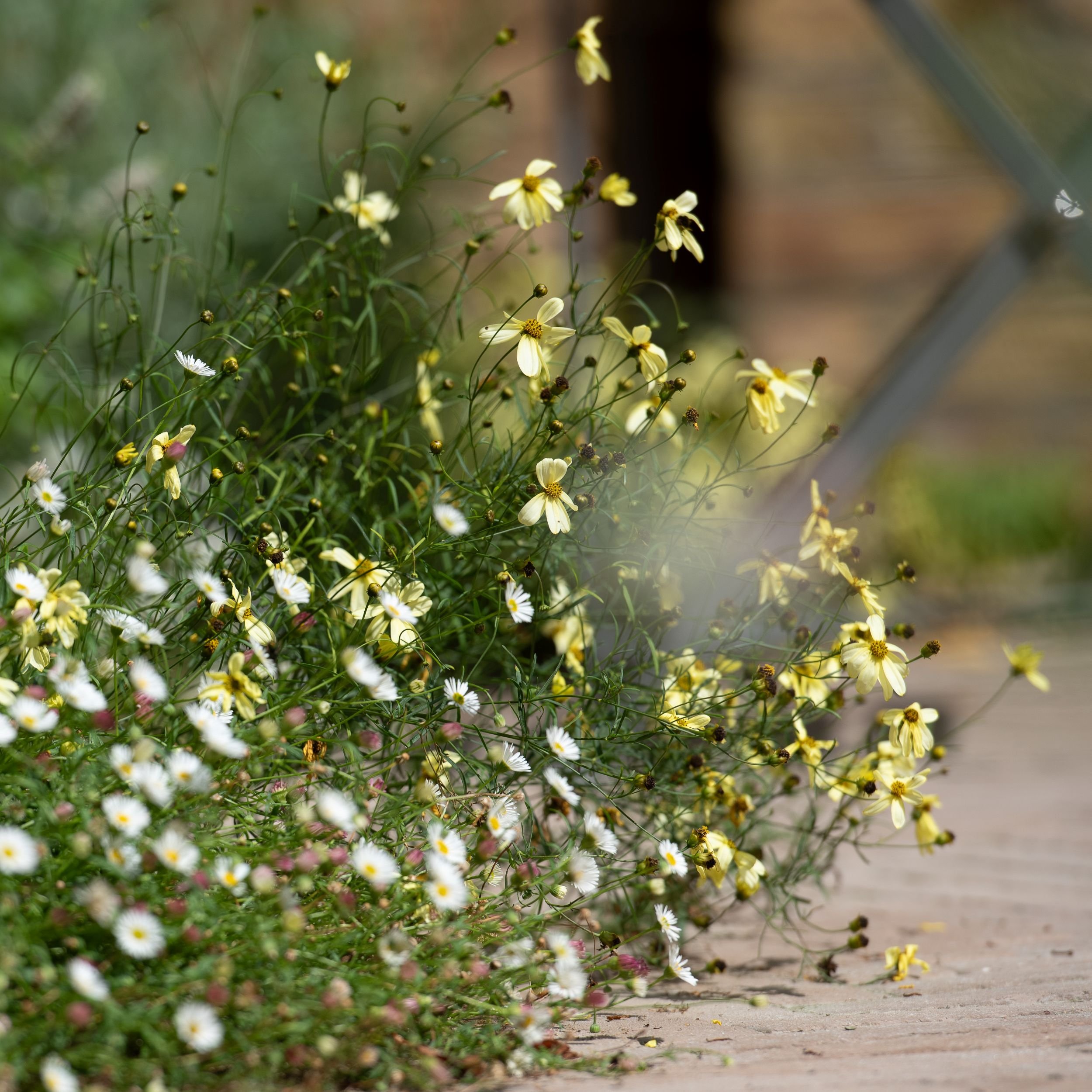 A close-up detail of pale yellow coreopsis and white erigeron daisy flowers spilling over the edge of the herringbone brick paving in the Fulham courtyard garden, with soft bokeh background. ArthurRoadLandscapes.co.uk.

This delightful detail capture