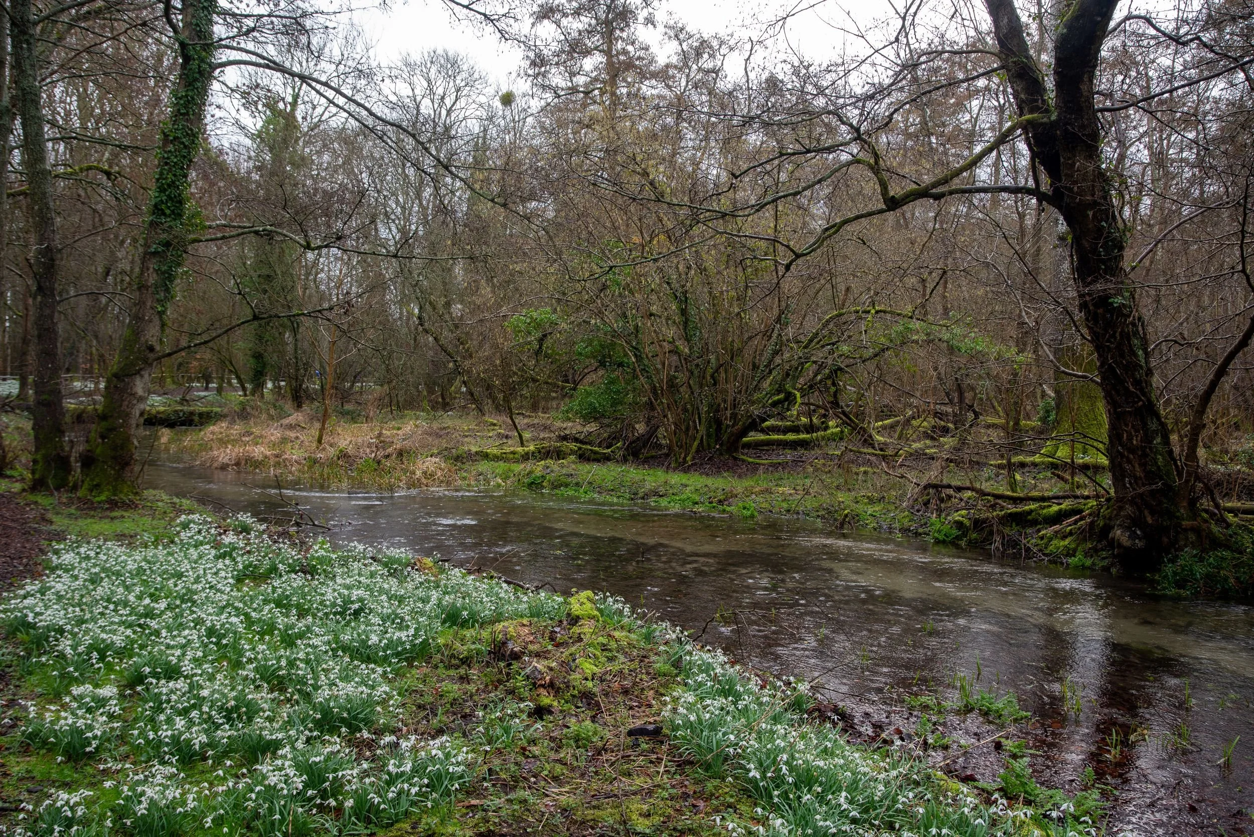 Wide view of mature woodland carpeted with snowdrops at Welford Park