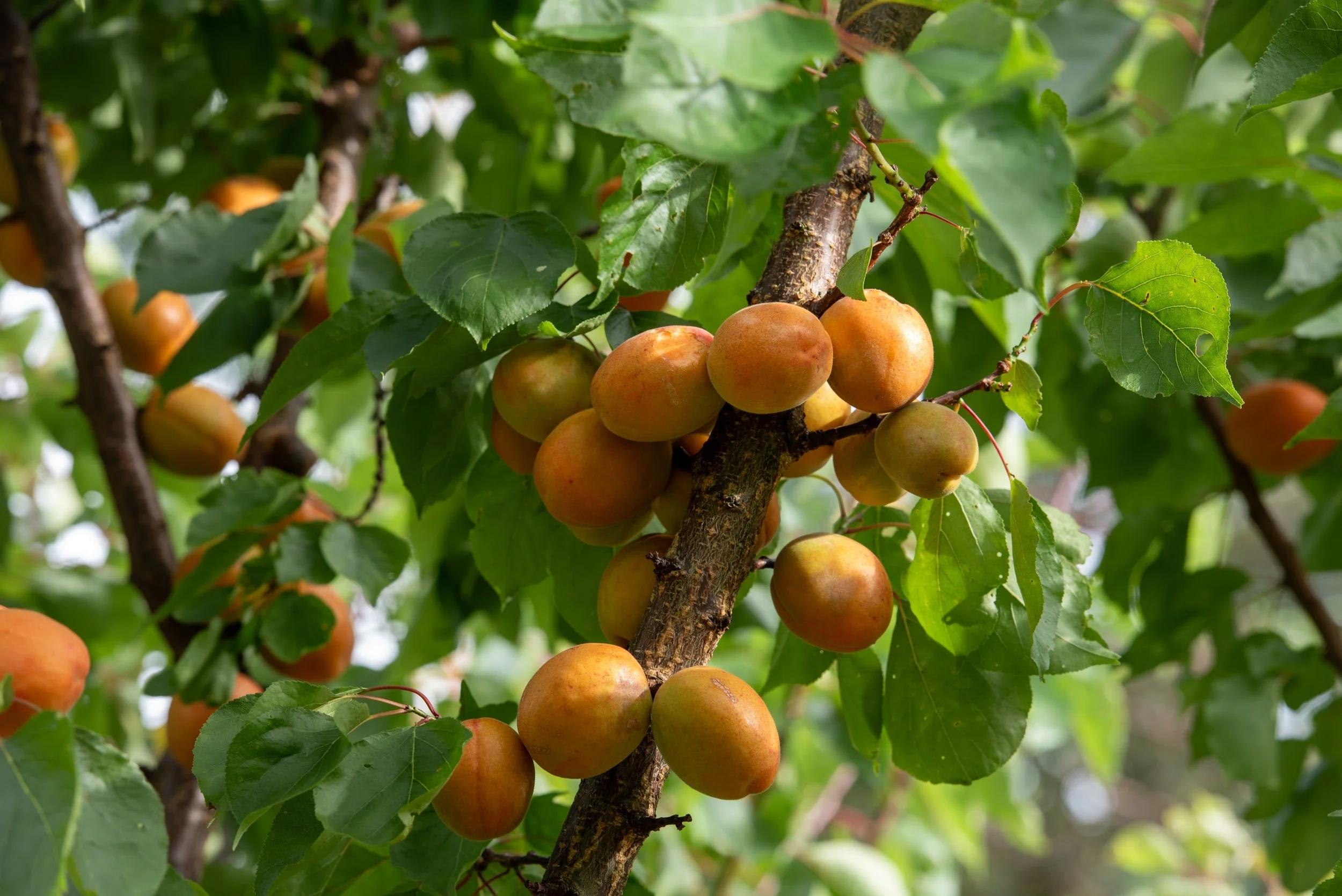 Ripe orange apricots clustered on a branch, surrounded by green leaves. Designed by janeshankstergardendesign.co.uk