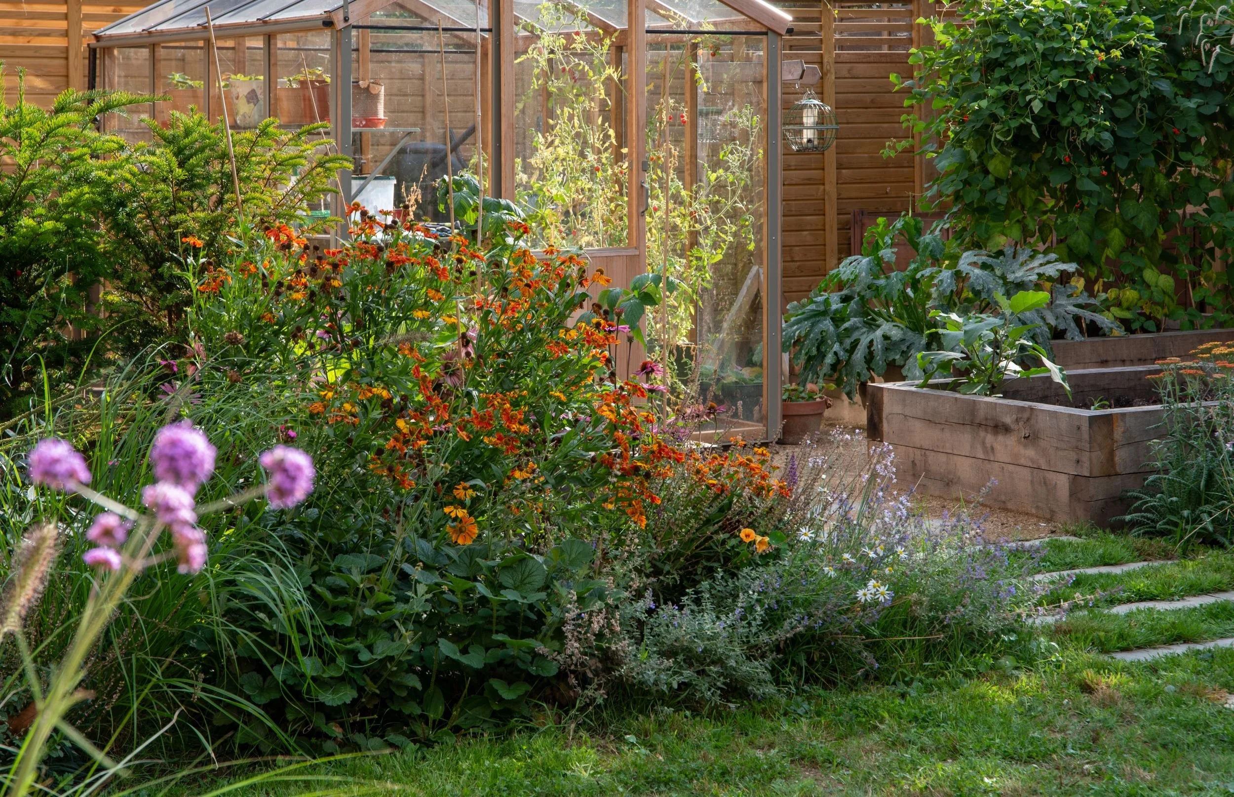 A wider view of the greenhouse and raised beds, reached by a gravel path, with verbena and helenium in the foreground.

Wooden greenhouse and raised vegetable beds on gravel, with a border of orange helenium and pink verbena in front. Designed by Jan