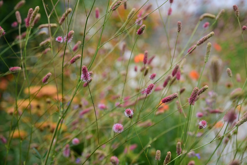 Delicate pink bottlebrush flowers of Sanguisorba 'Pink Tanna' sway on wiry stems in a Raynes Park border. JaneShanksterGardenDesign.co.uk.

Sanguisorba 'Pink Tanna' brings a lightness to this border that few other plants manage, its small pink bottle