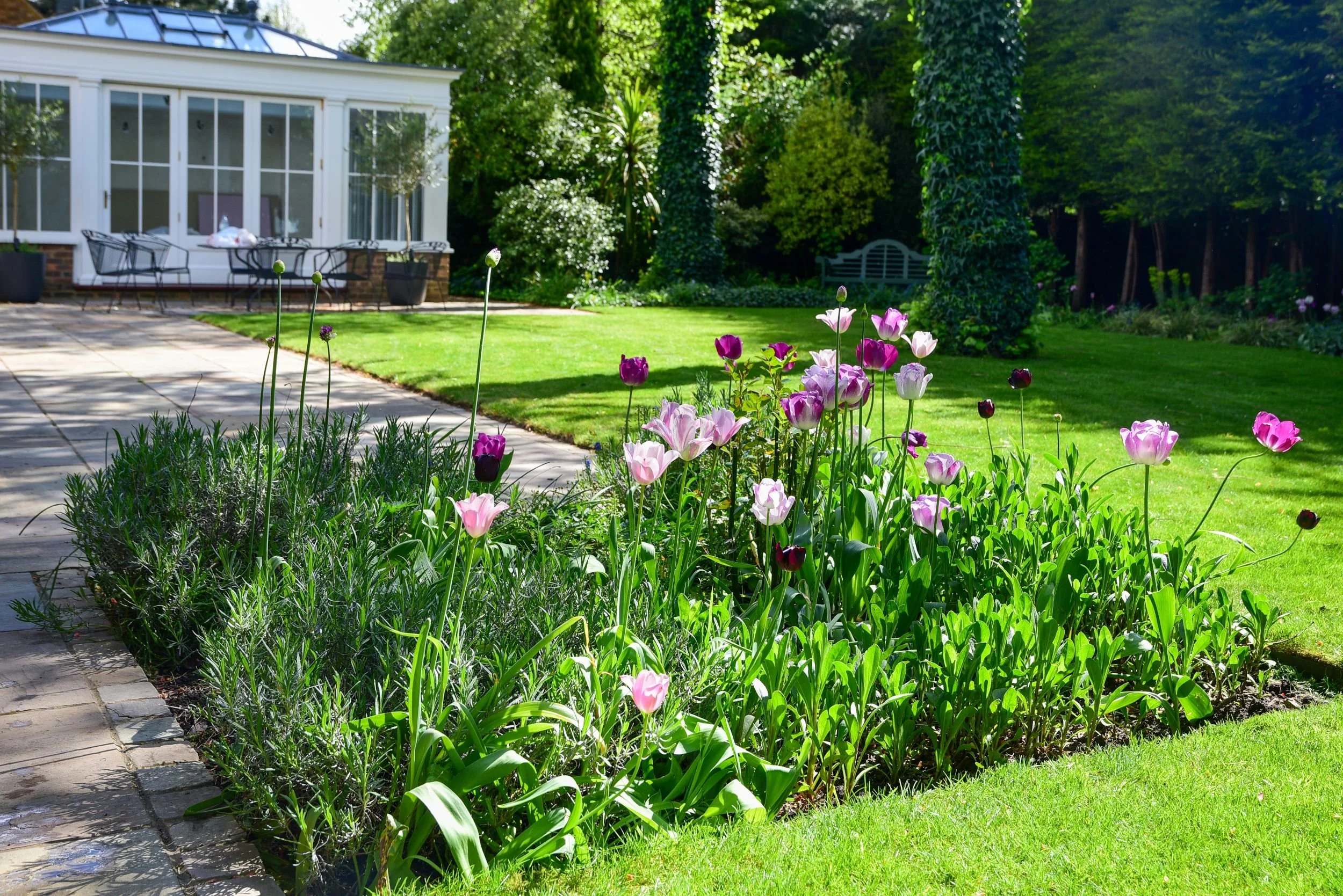 Purple and pink tulips lead the eye across a lawn toward the orangery. JaneShanksterGardenDesign.co.uk

A border of purple and pink tulips and lavender lines the stone path, drawing the eye across the lawn toward the white-painted orangery and its ou