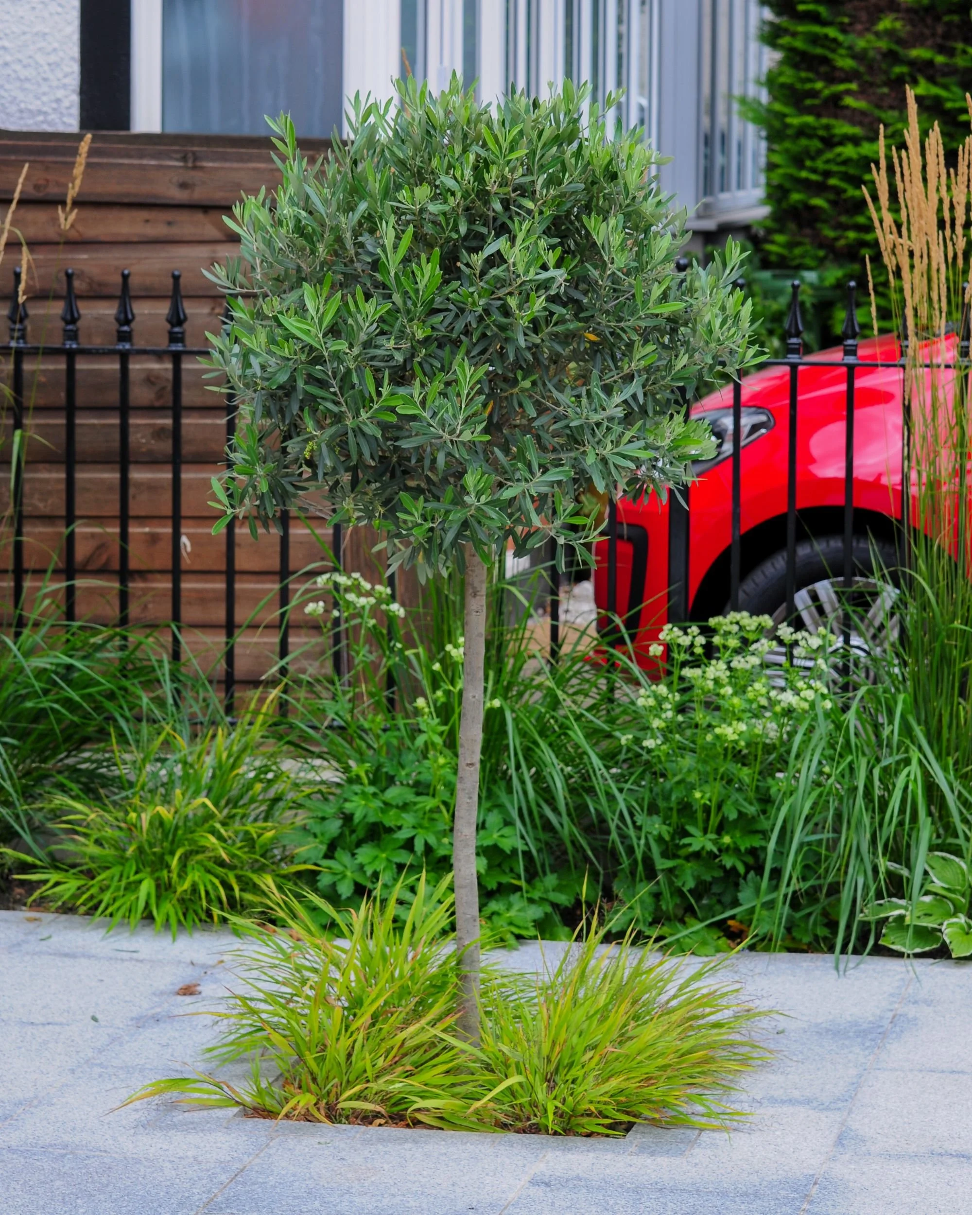 Standard olive tree underplanted with grasses, Twickenham garden by Jane Shankster Garden Design

A neatly clipped standard olive tree rises from a bed of ornamental grasses, with tall feathery grass seed heads forming a soft screen against the black