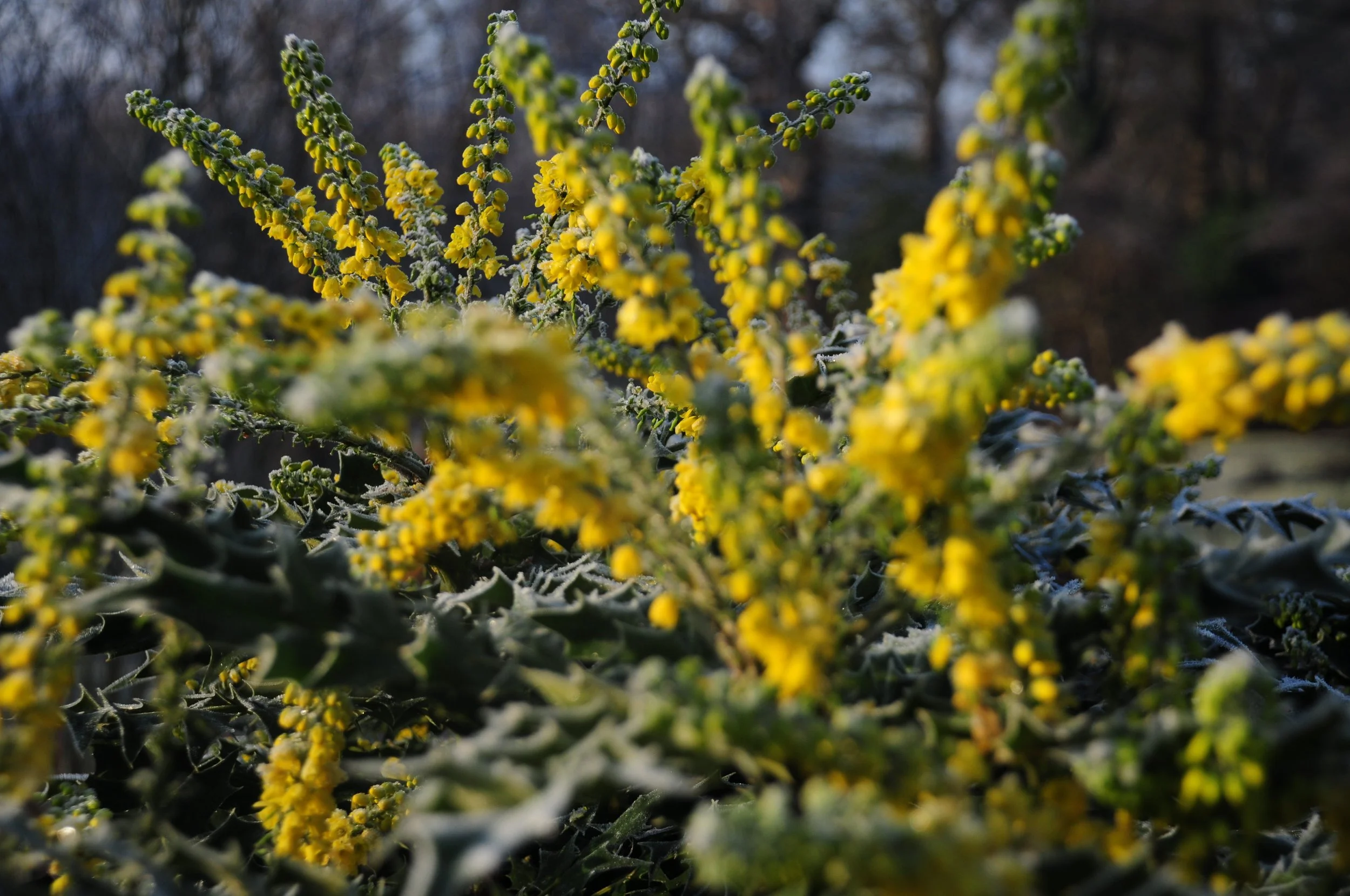 Upright spikes of bright yellow mahonia flowers (Mahonia x media 'Charity') above spiny evergreen leaves, dusted with frost