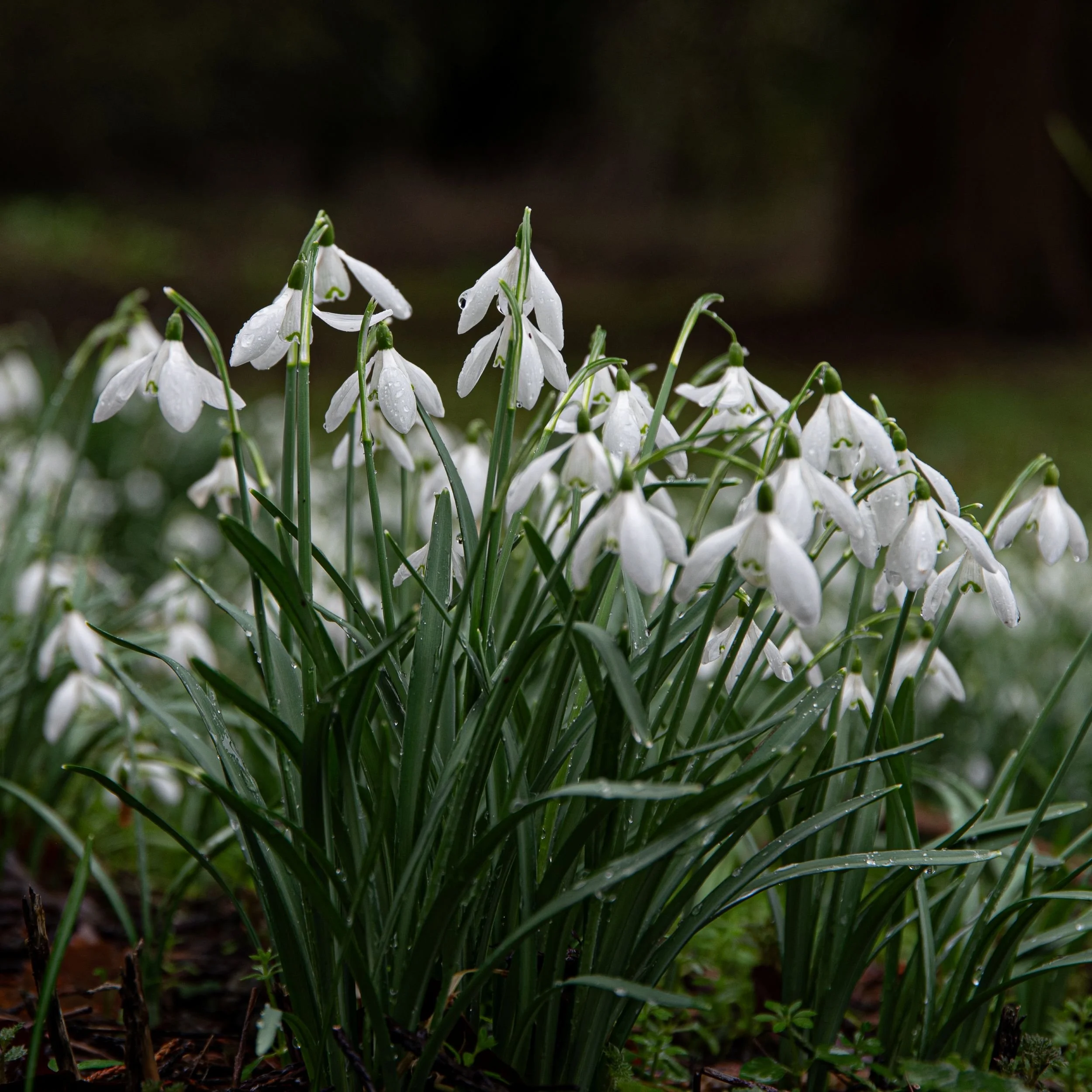 Backlit snowdrops standing out against a dark woodland background at Welford Park