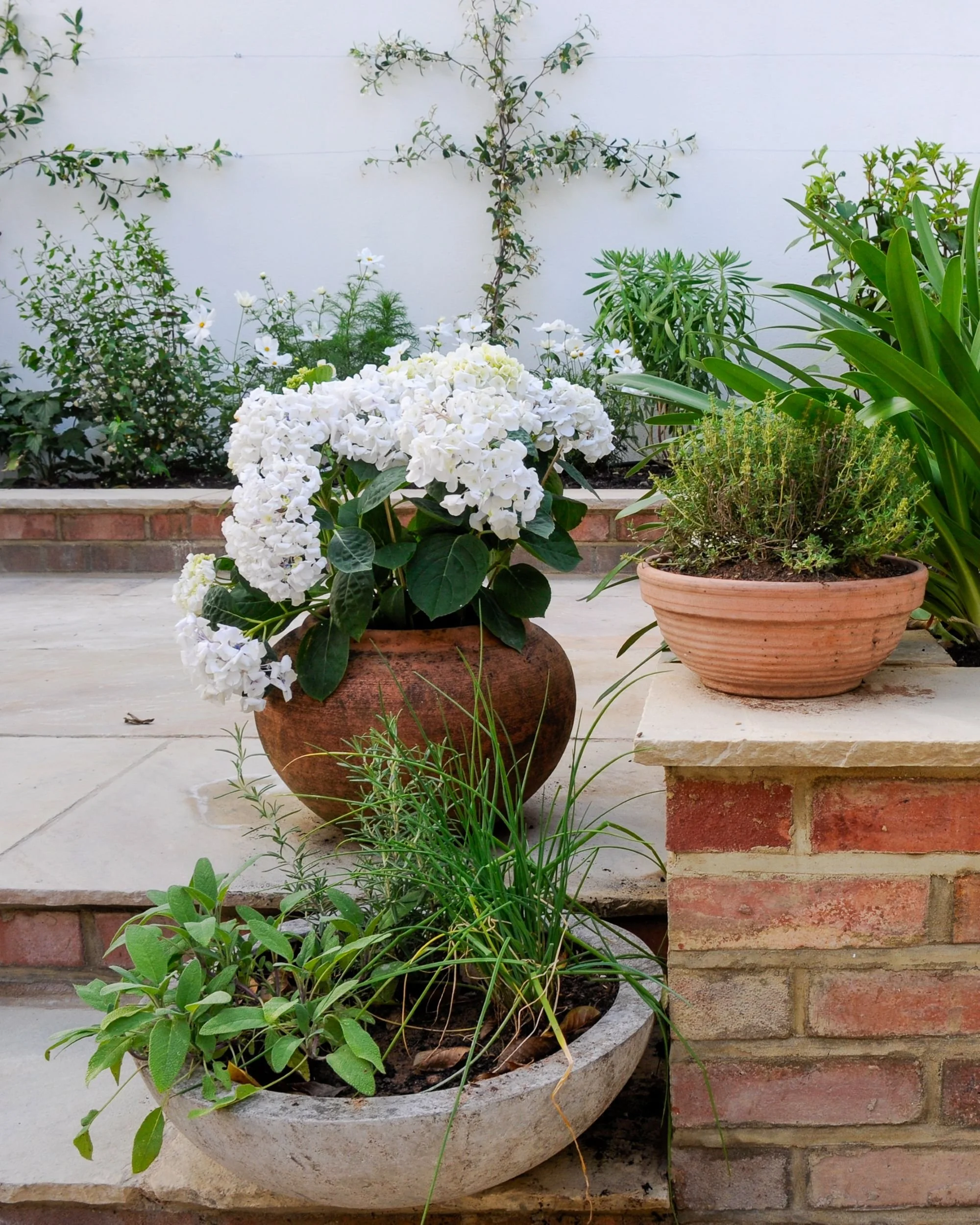 Close-up of a white hydrangea in a terracotta pot beside potted herbs on brick steps

A generous white hydrangea fills a weathered terracotta pot on the brick steps, with thyme, sage and chives planted in pots close by for easy picking from the kitch