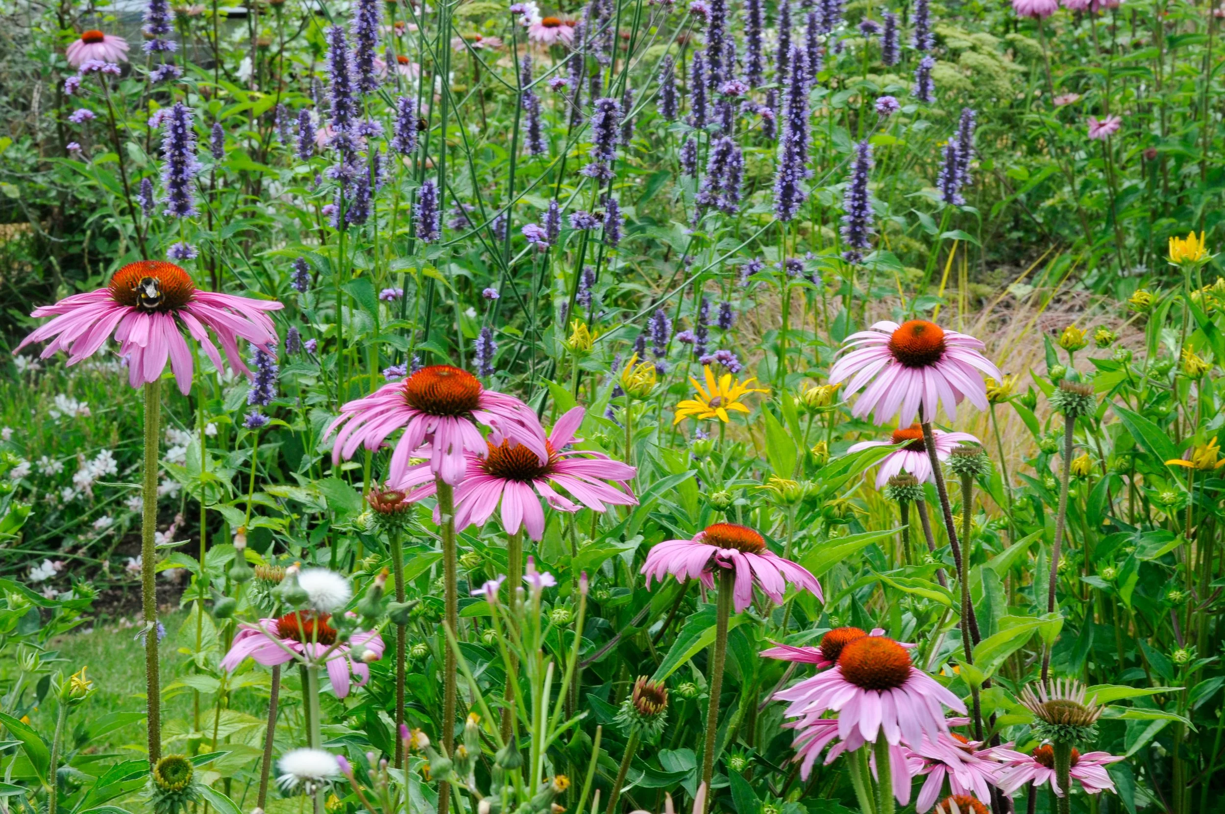 Pink Echinacea purpurea 'Magnus' and dark purple Agastache 'Blackadder' flower together in a close-up Surrey border. JaneShanksterGardenDesign.co.uk.

Echinacea purpurea 'Magnus' and Agastache 'Blackadder' make a striking close-up pairing, the echina
