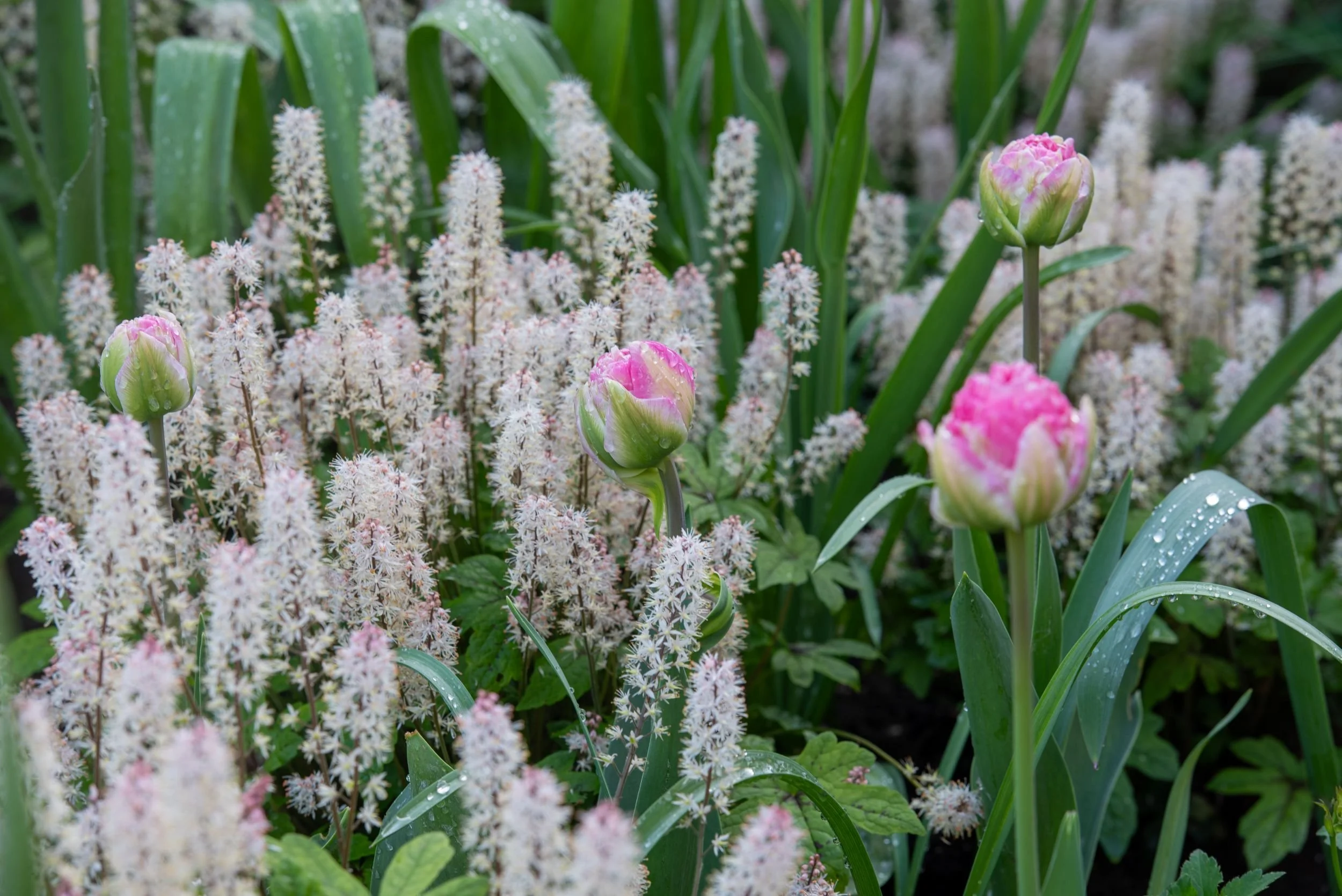 Pink double tulip buds emerging among white tiarella flower spikes in a Raynes Park front garden. JaneShanksterGardenDesign.co.uk

Dew-covered pink tulip buds push up through a haze of tiarella blooms, capturing the layered, painterly planting style 