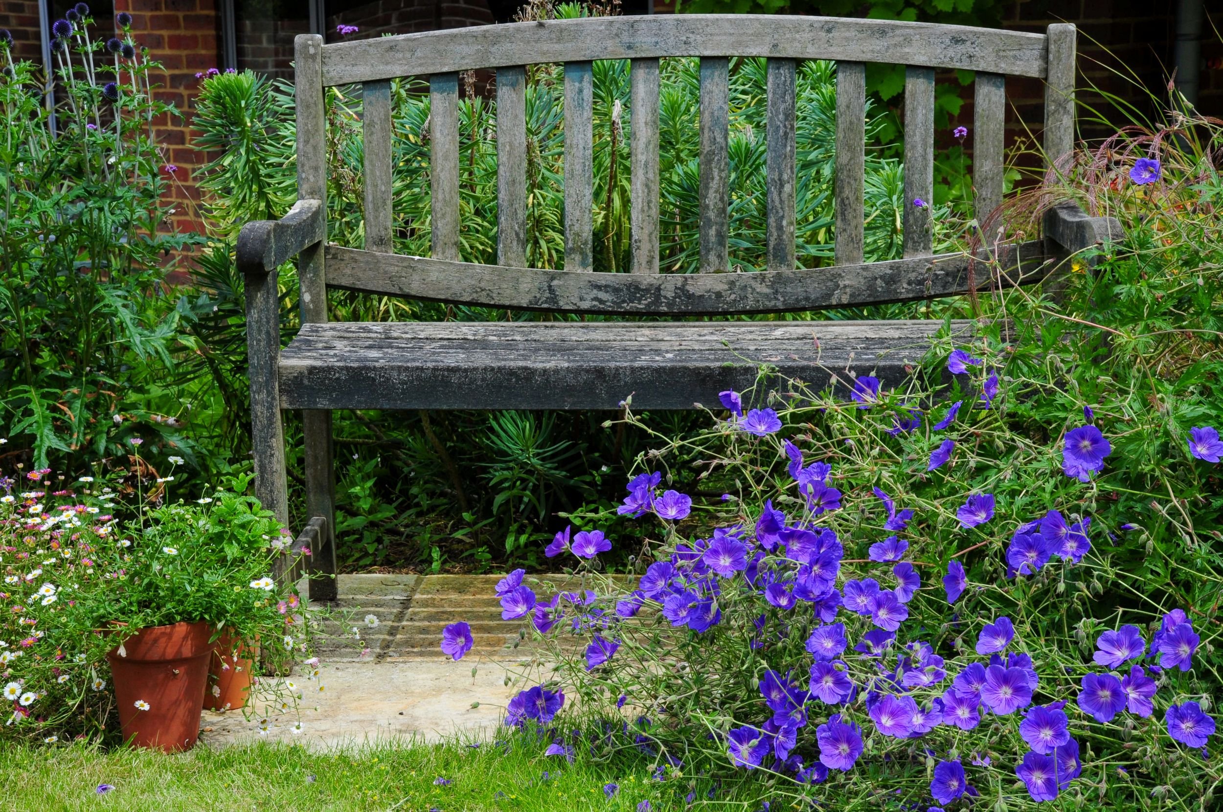 A weathered wooden bench sits beside terracotta pots and blue geraniums against a brick wall. JaneShanksterGardenDesign.co.uk

A woman and her dog make their way along a mown path through tall, flower-studded grass, part of the garden's more naturali